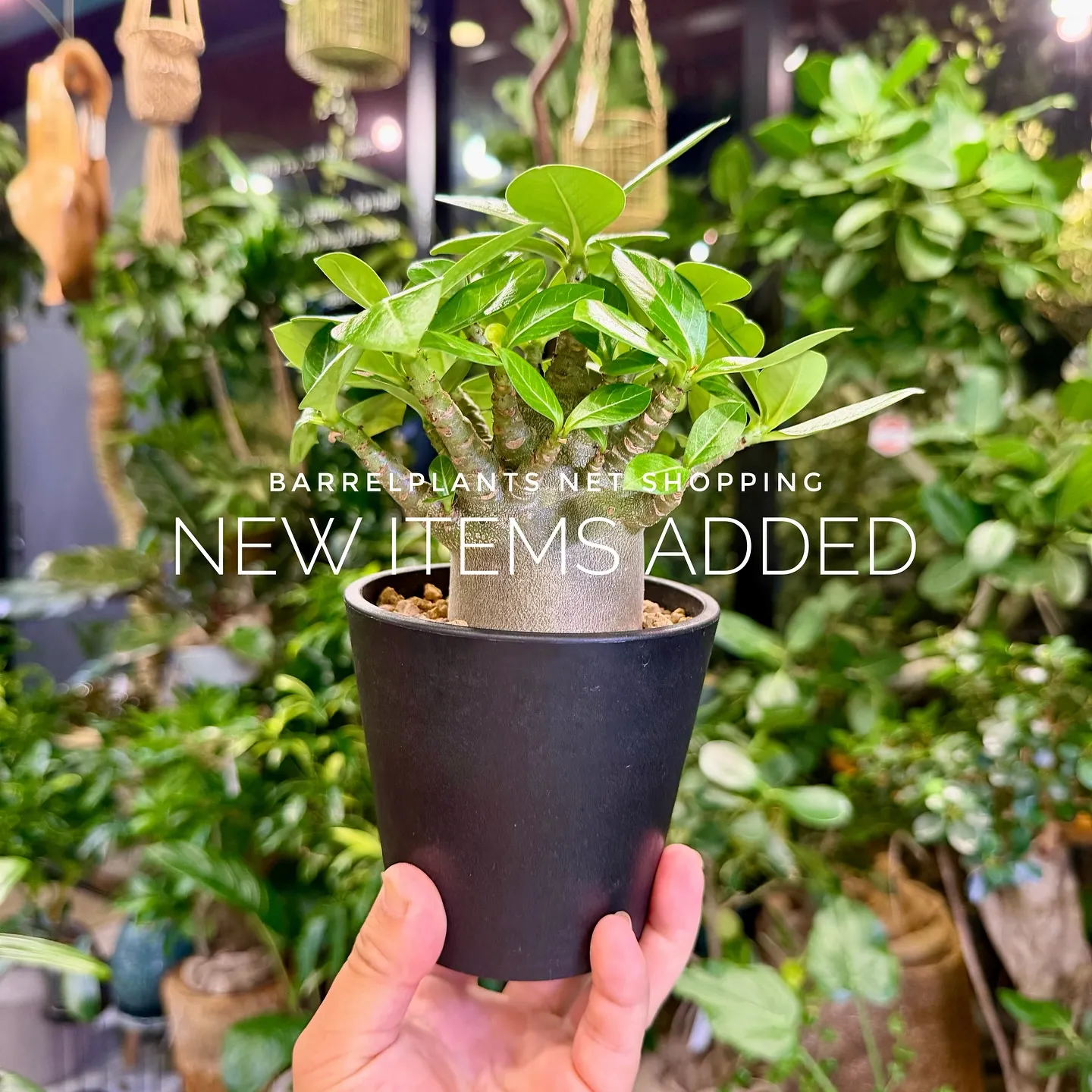 【植物専門店barrelplants、ネットショップに植物大...