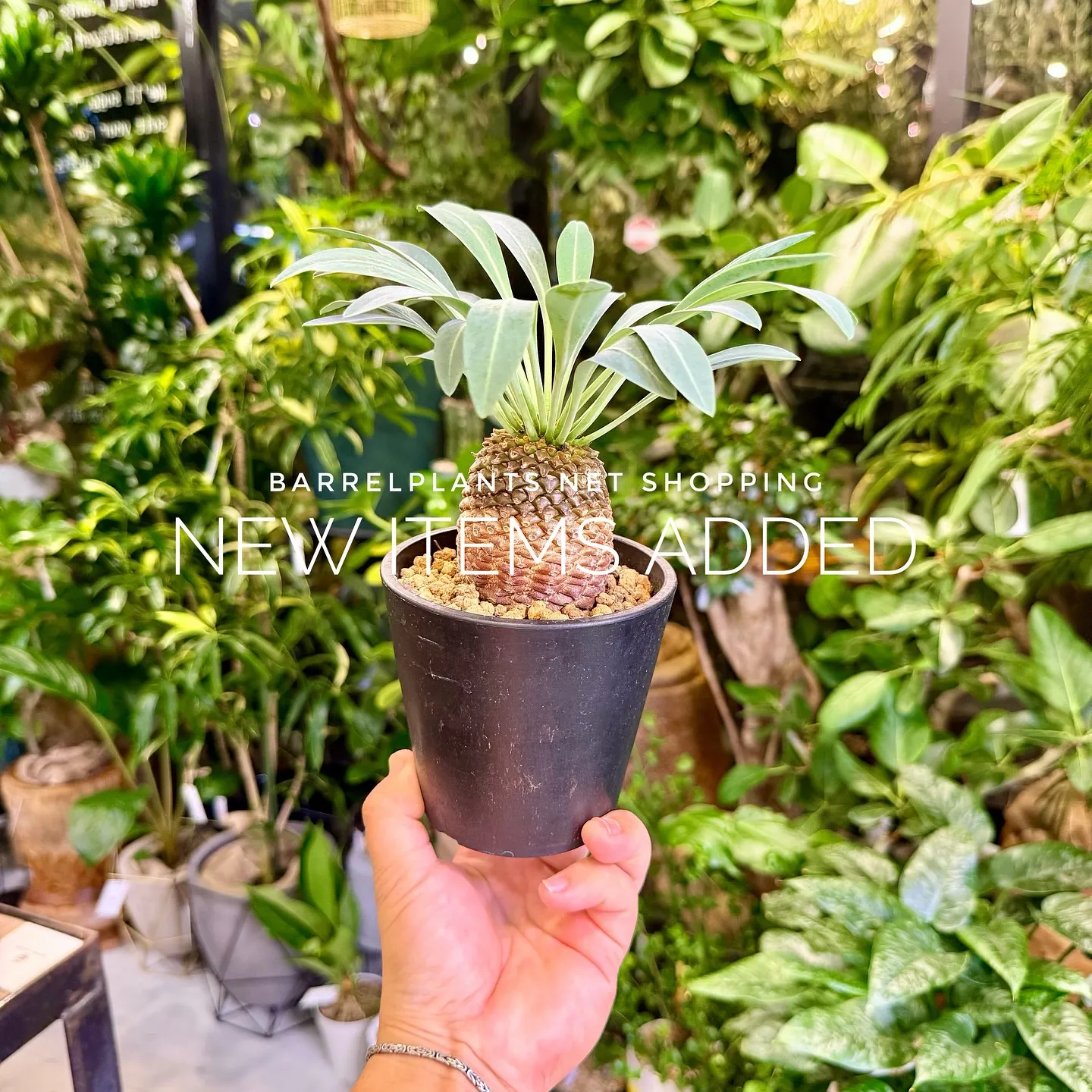 【植物専門店barrelplants、ネットショップに植物大...