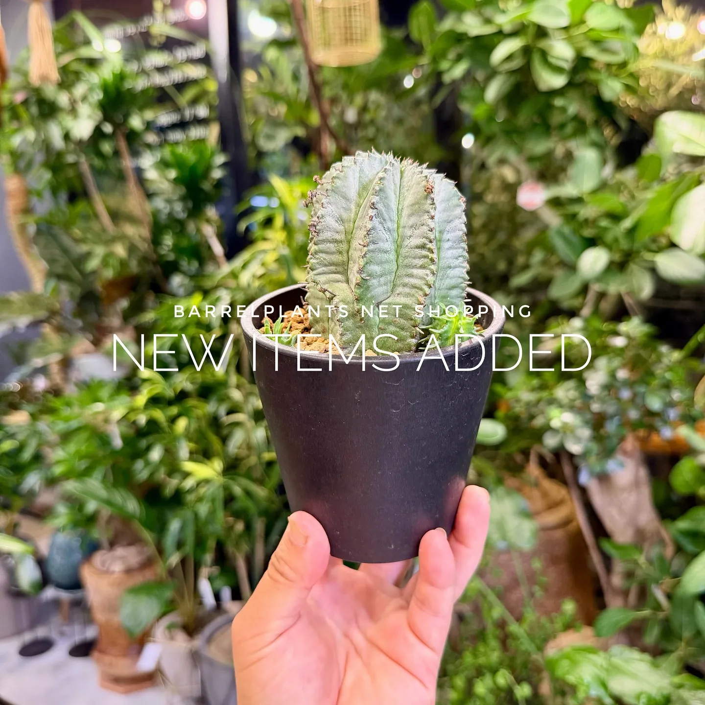 【植物専門店barrelplants、ネットショップに植物大...