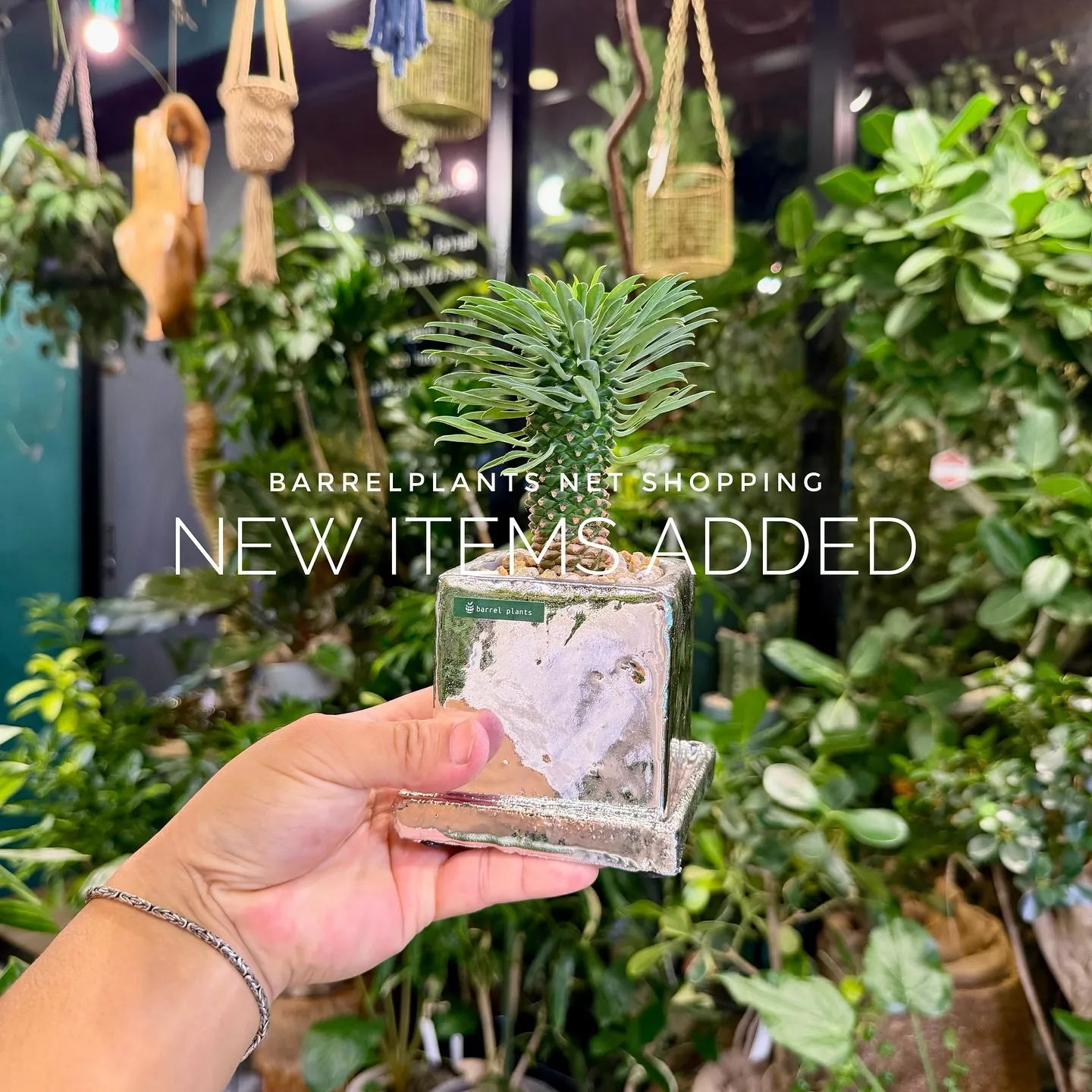 【植物専門店barrelplants、ネットショップに植物大...