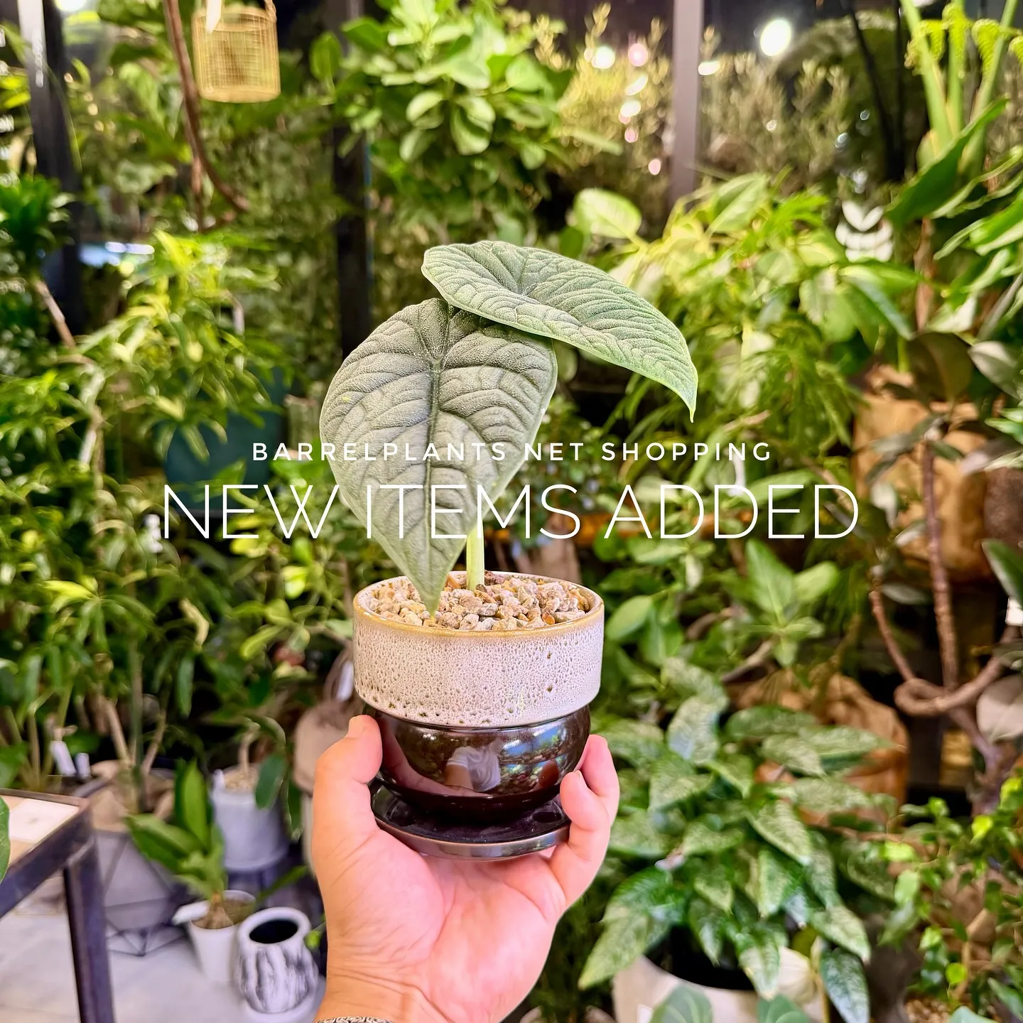 【植物専門店barrelplants、ネットショップに植物大...