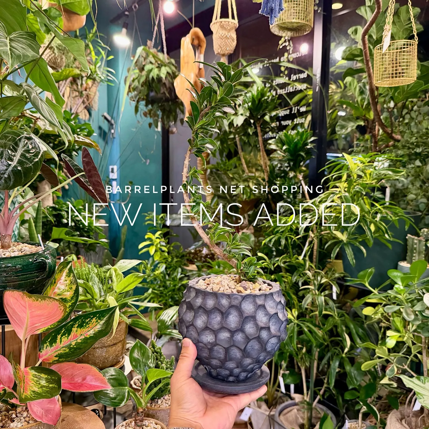 【植物専門店barrelplants、ネットショップに植物大...
