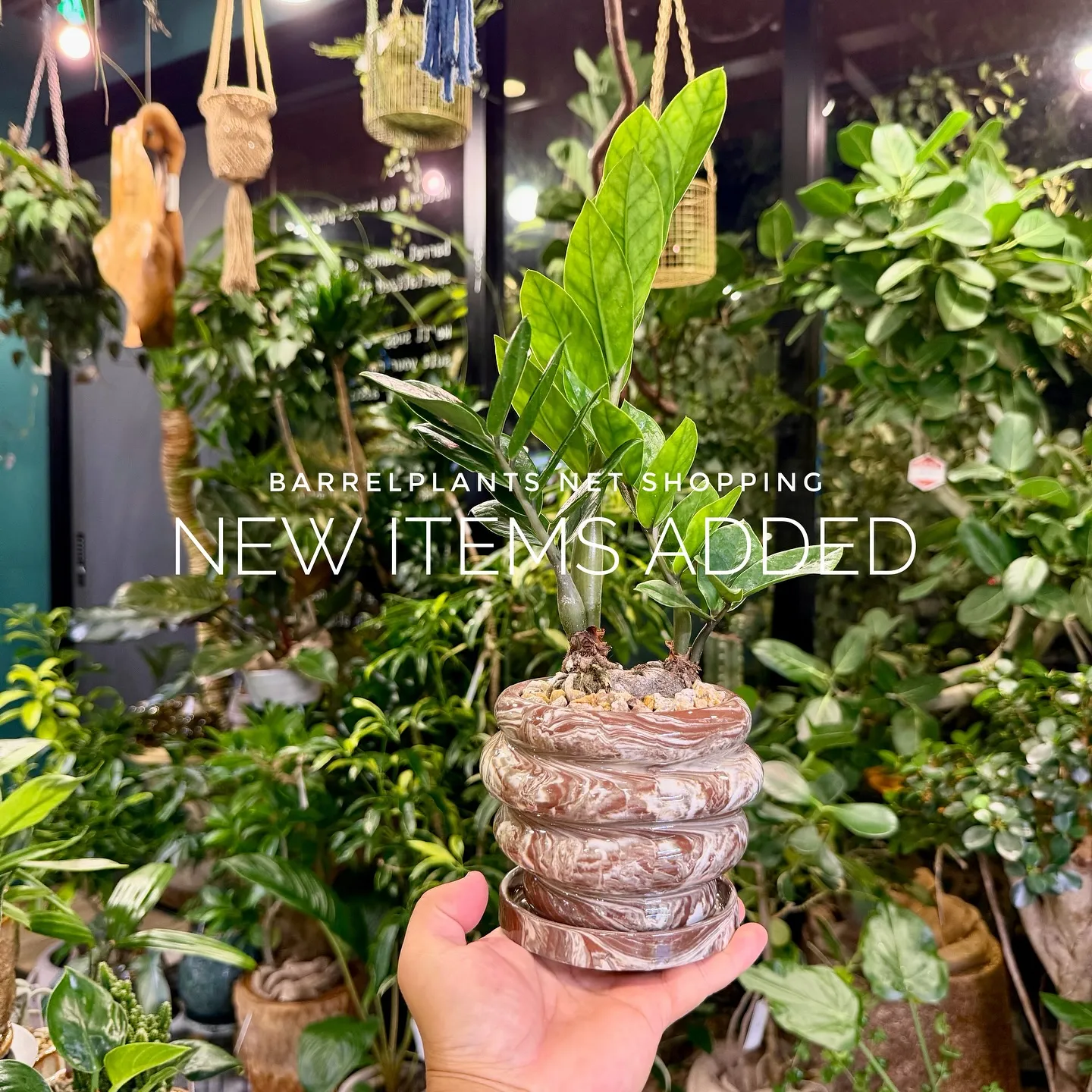 【植物専門店barrelplants、ネットショップに植物大...