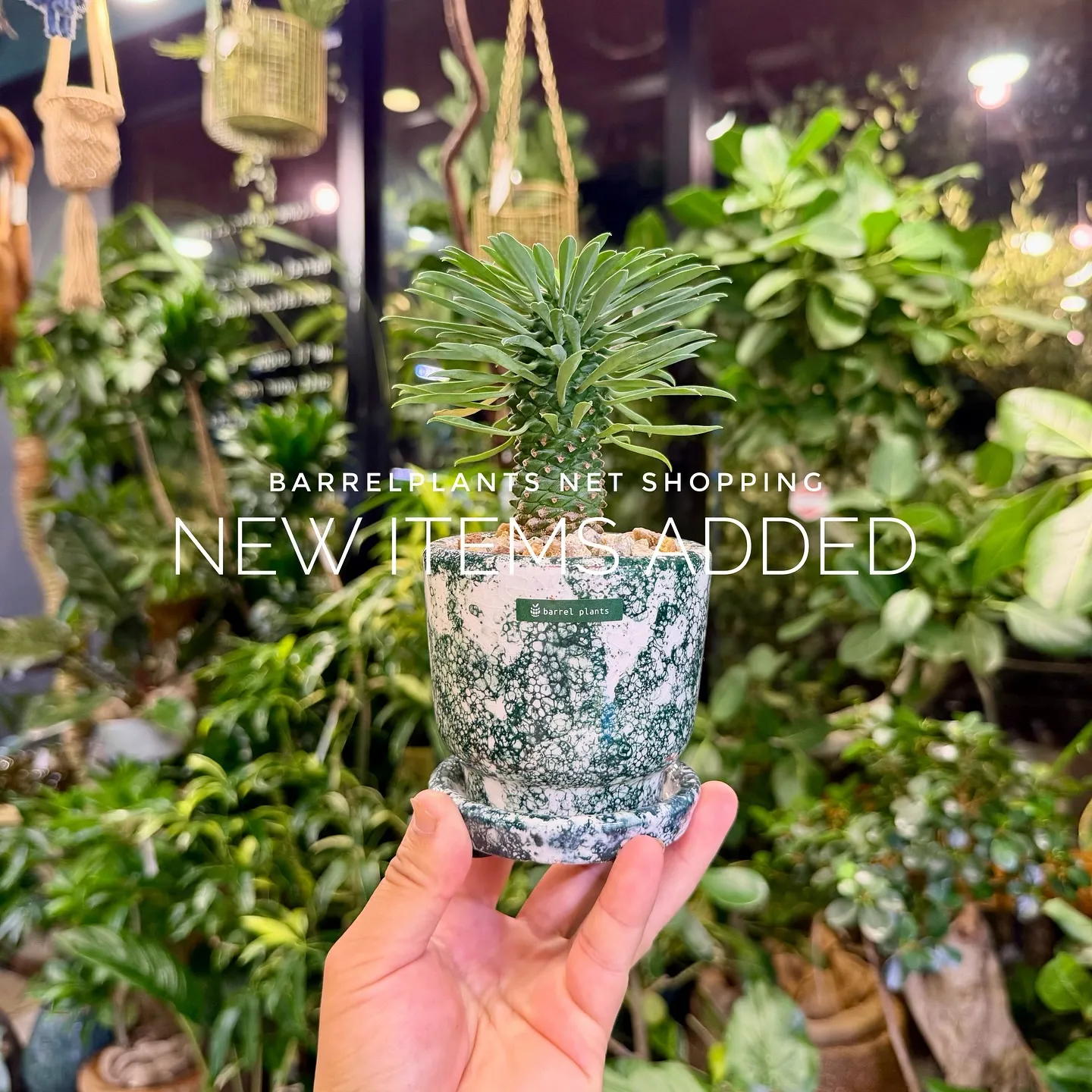 【植物専門店barrelplants、ネットショップに植物大...