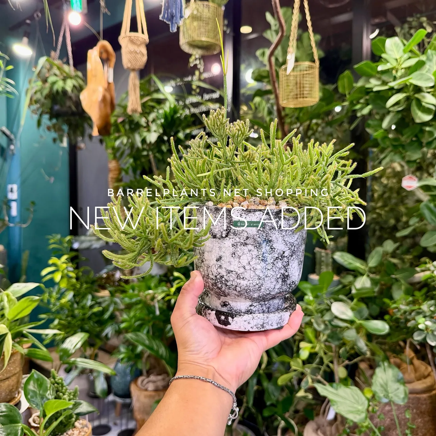 【植物専門店barrelplants、ネットショップに植物大...