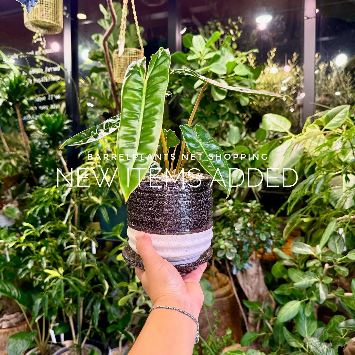 【植物専門店barrelplants、ネットショップに植物大...