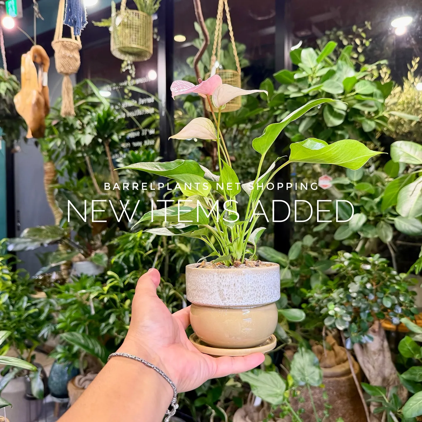 【植物専門店barrelplants、ネットショップに植物大...