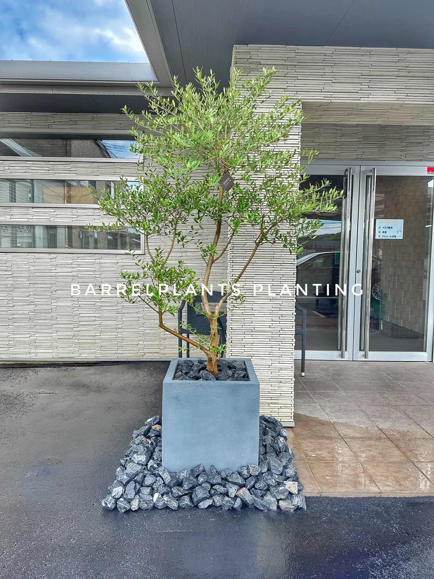 【barrelplantsの最近の外でのお仕事特集！植え込み...