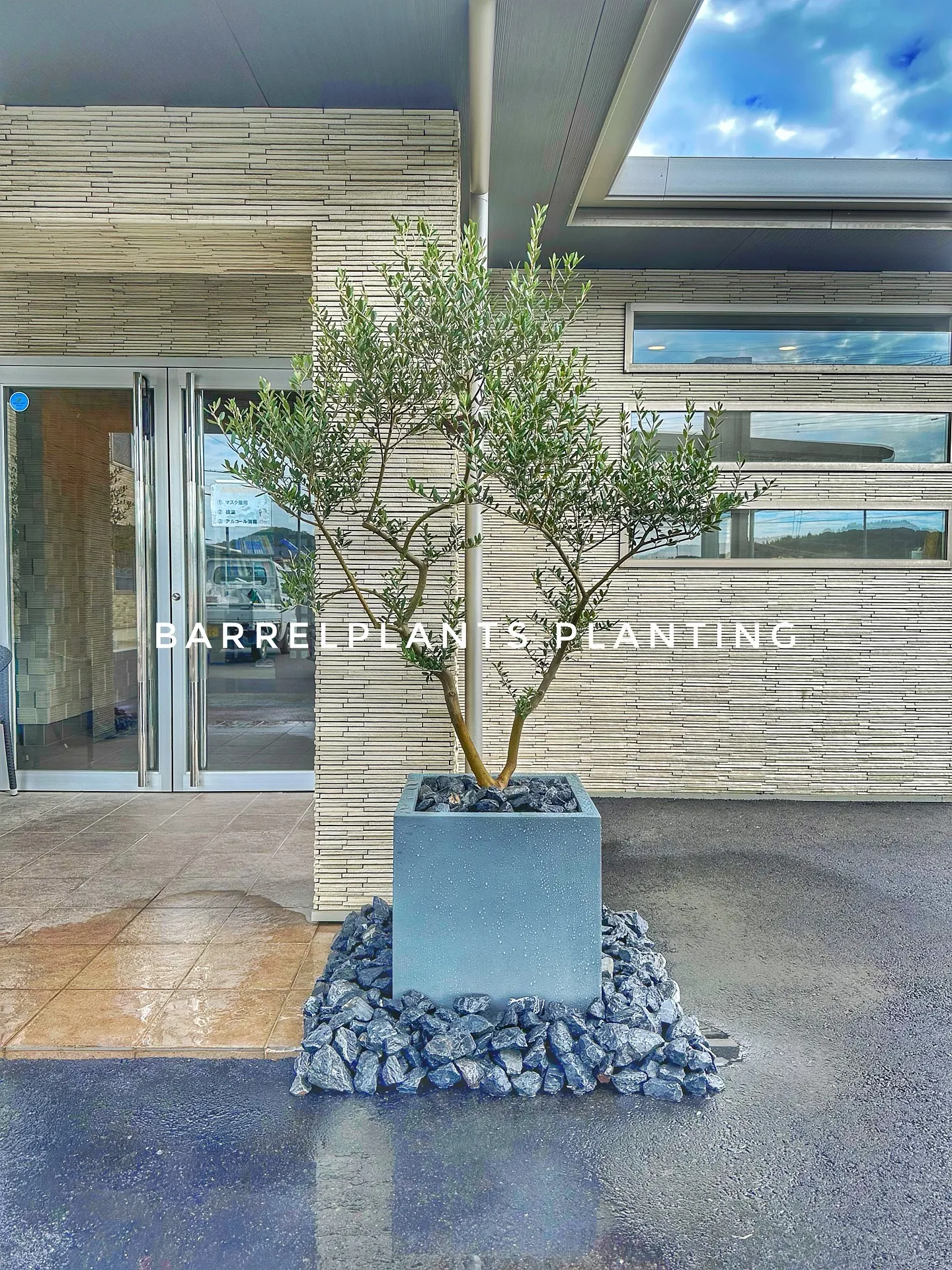 【barrelplantsの最近の外でのお仕事特集！植え込み...