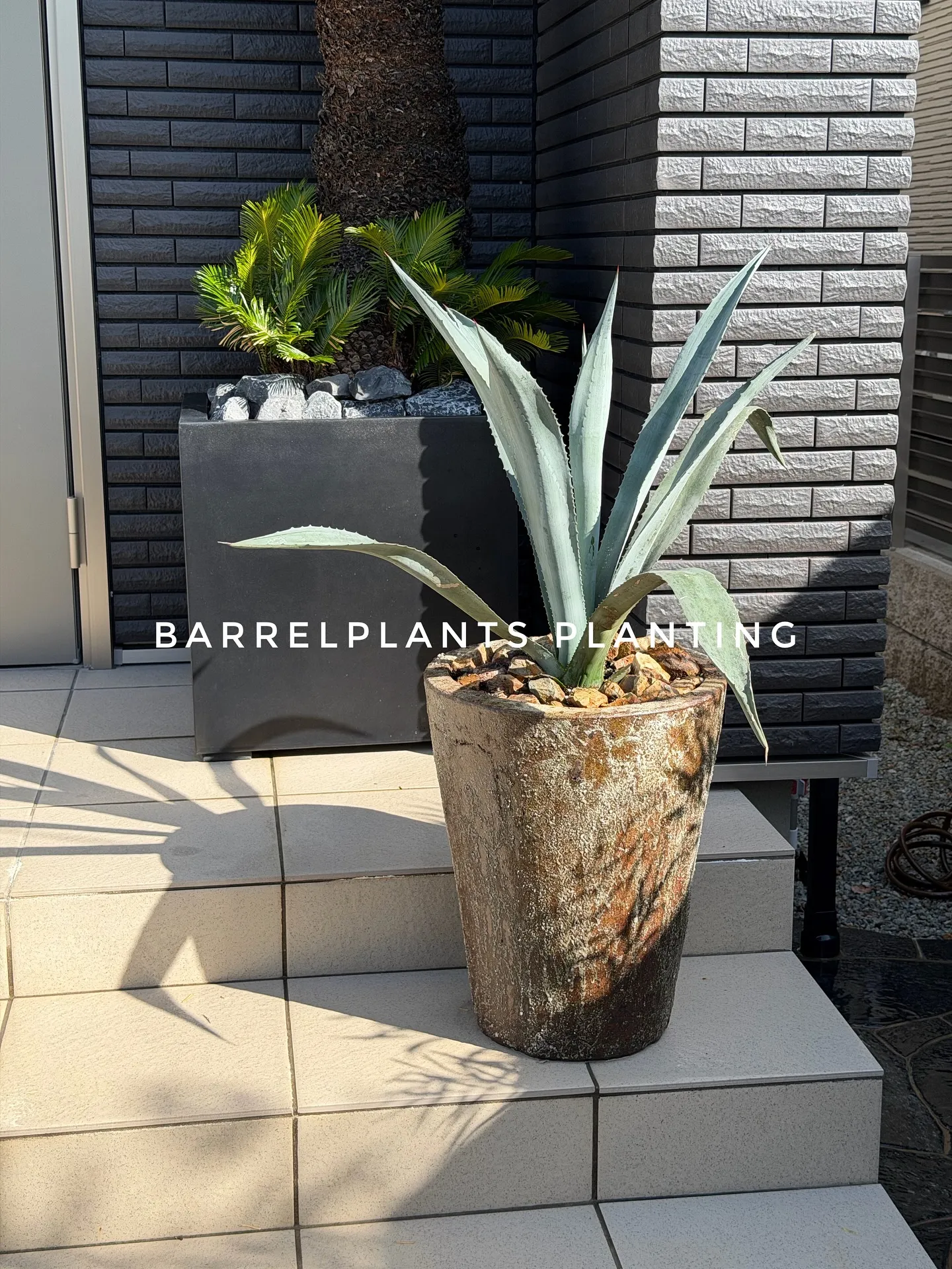【barrelplantsの最近の外でのお仕事特集！植え込み...