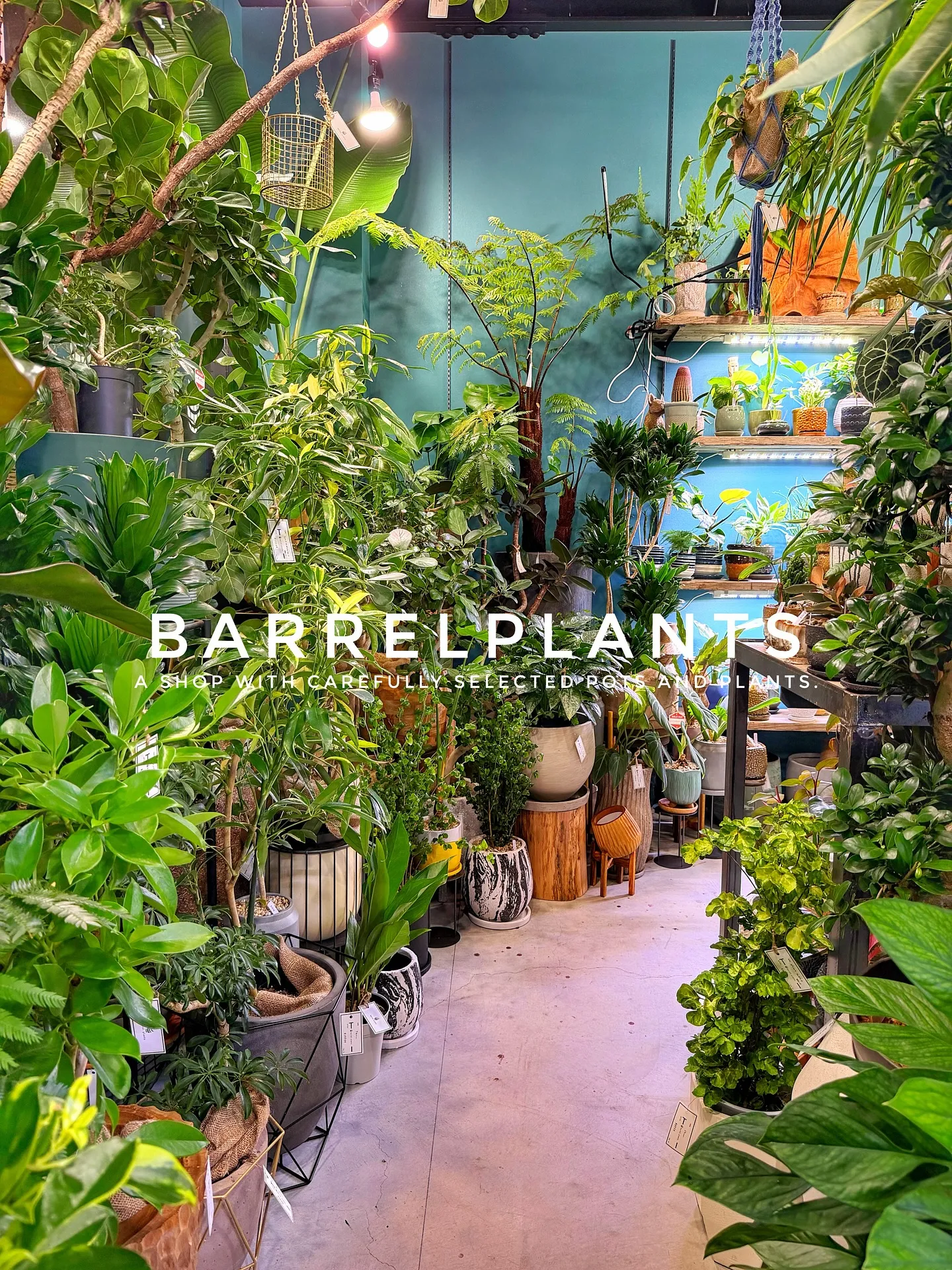 【こだわりの植物がたくさんある植物専門店、バーレルプランツ】