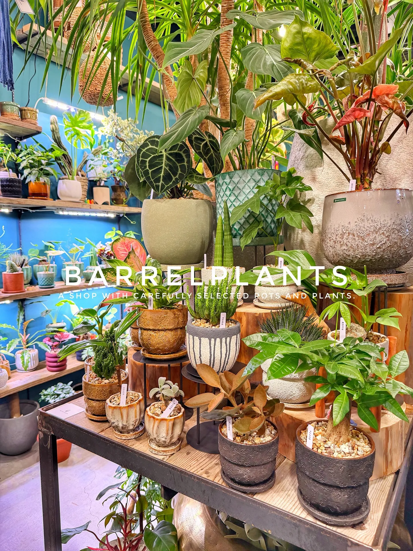 【こだわりの植物がたくさんある植物専門店、バーレルプランツ】