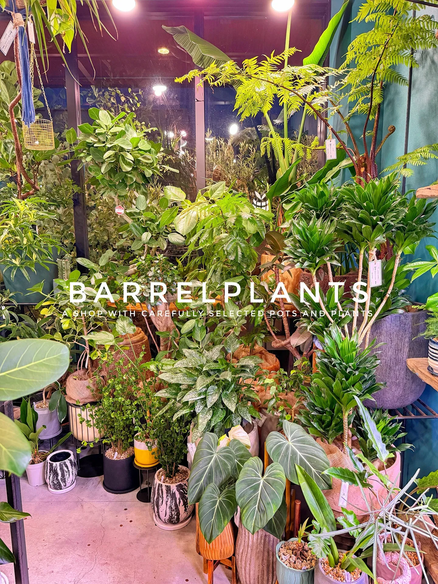 【こだわりの植物がたくさんある植物専門店、バーレルプランツ】