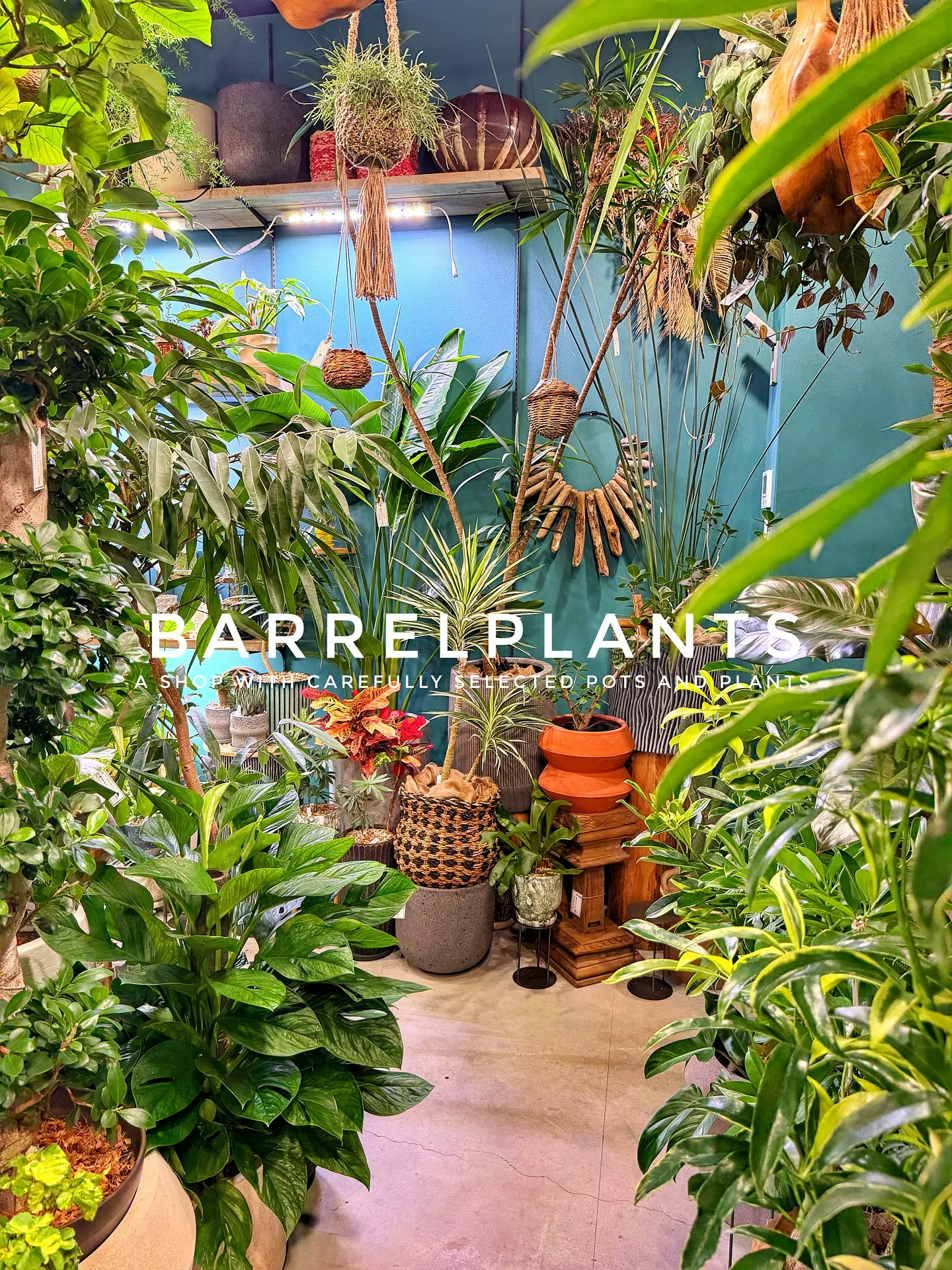 【こだわりの植物がたくさんある植物専門店、バーレルプランツ】
