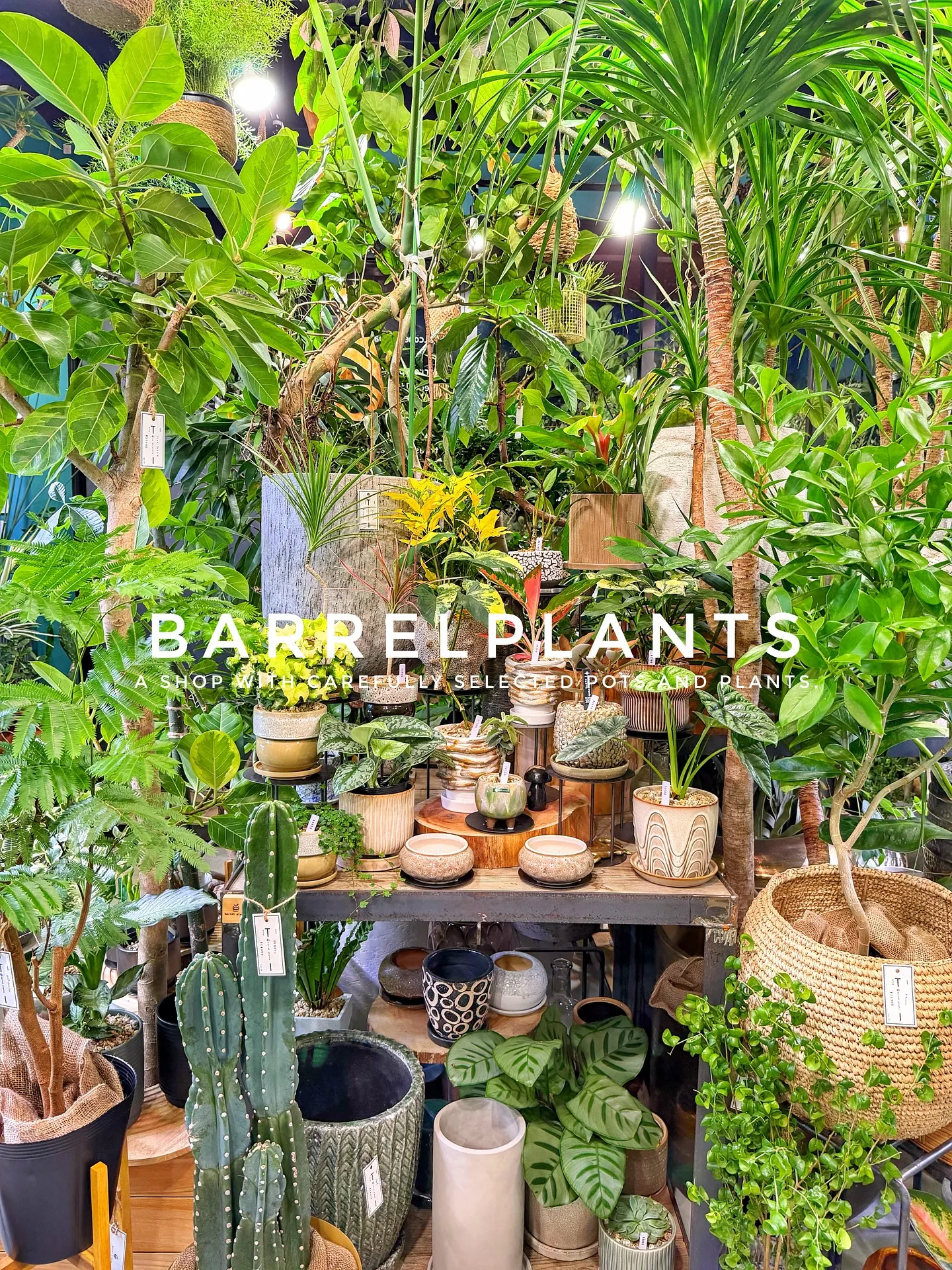 【こだわりの植物がたくさんある植物専門店、バーレルプランツ】