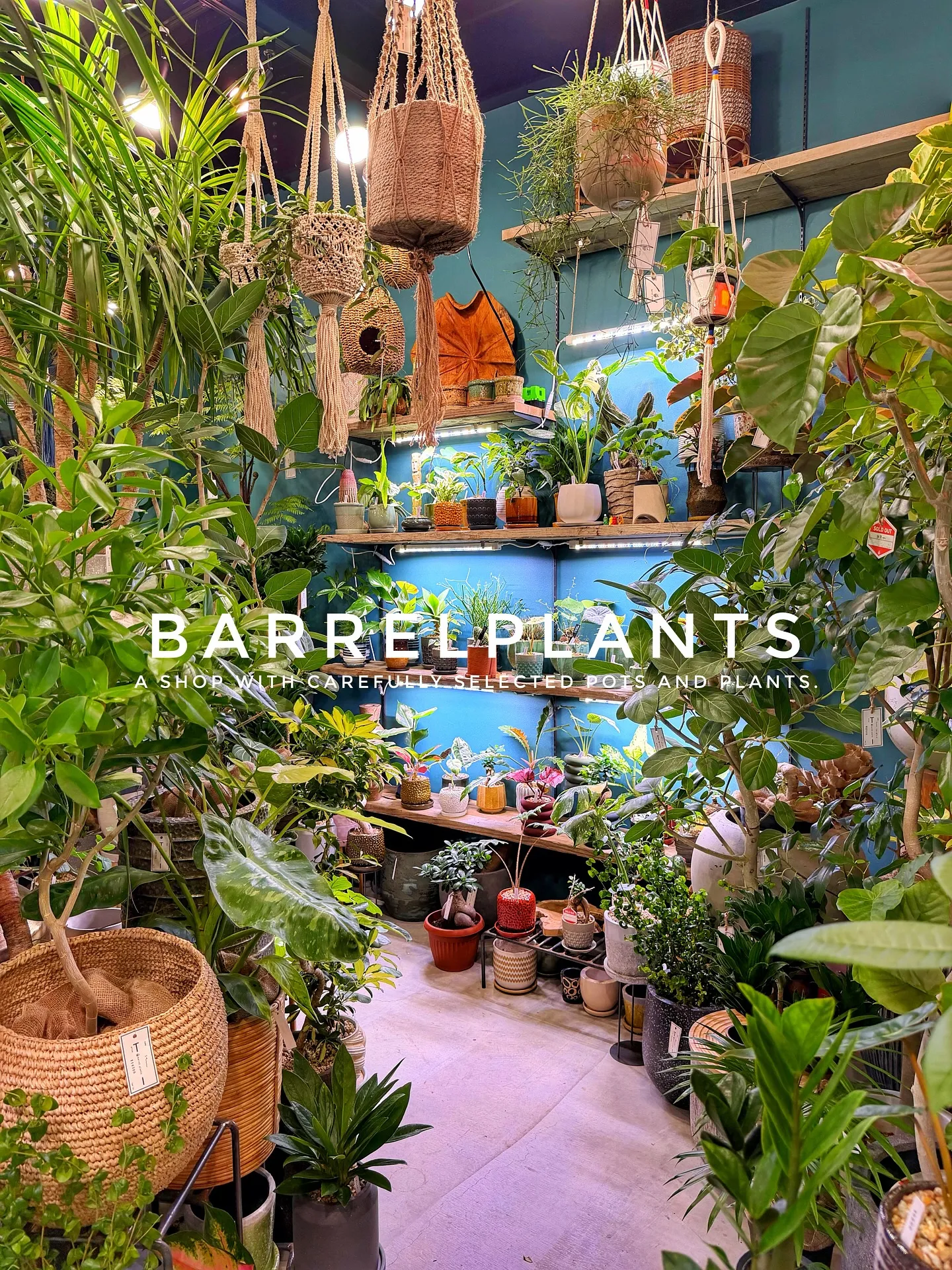 【こだわりの植物がたくさんある植物専門店、バーレルプランツ】