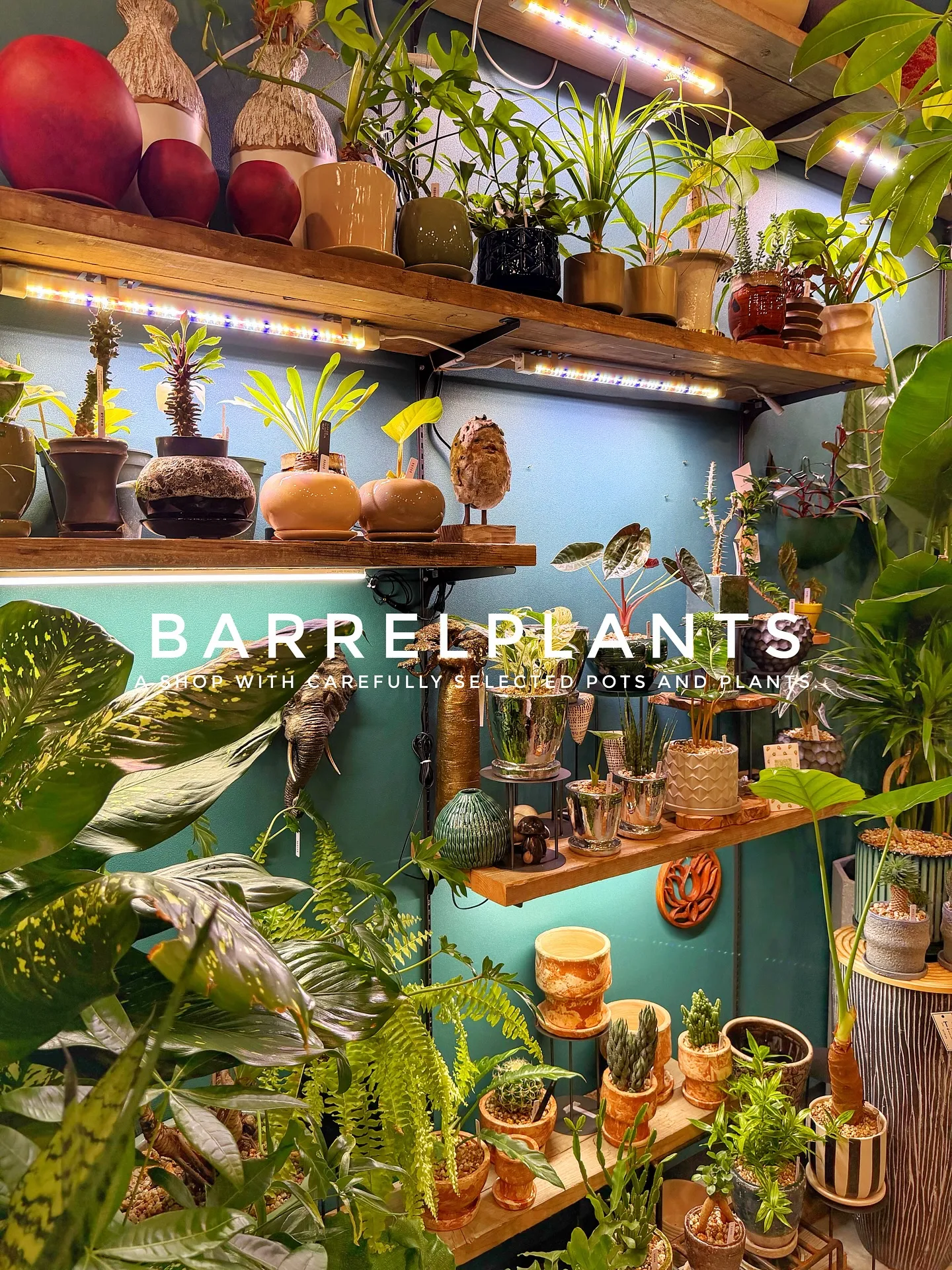 【こだわりの植物がたくさんある植物専門店、バーレルプランツ】