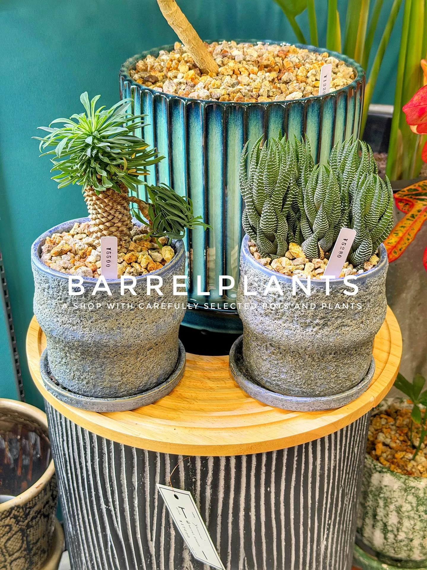 【こだわりの植物がたくさんある植物専門店、バーレルプランツ】