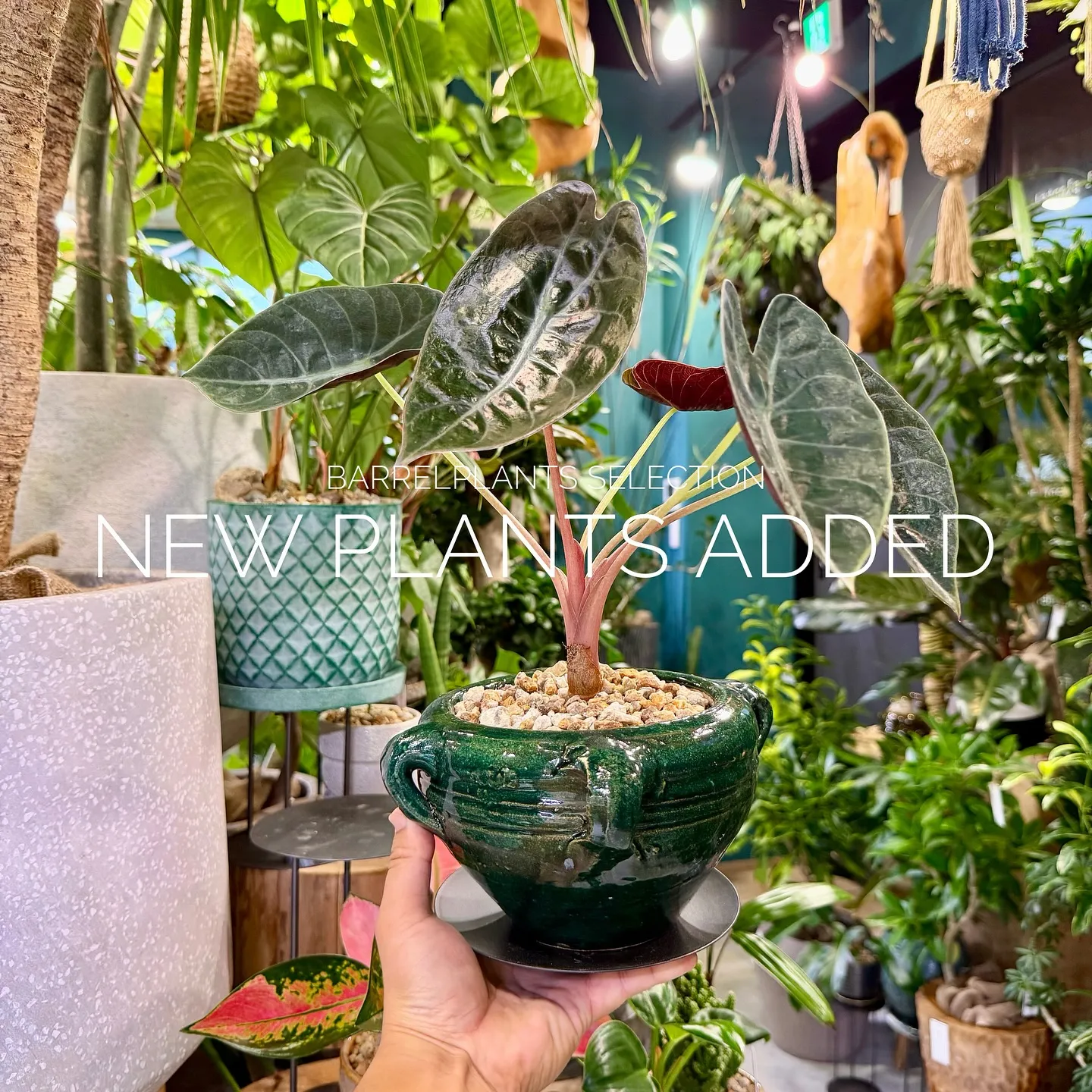 【ベイスショップに新しい植物追加しました♪barrelpla...