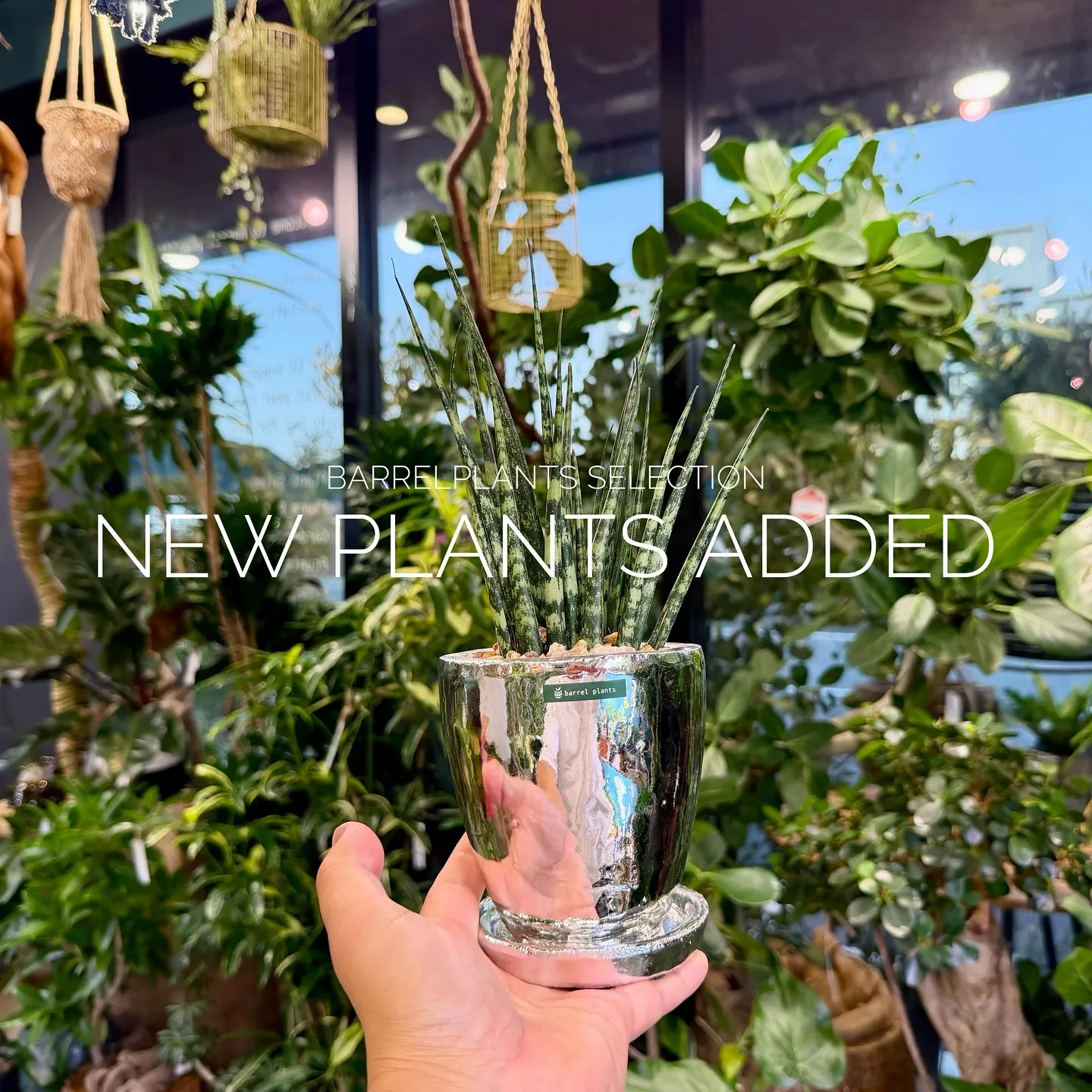 【ベイスショップに新しい植物追加しました♪barrelpla...