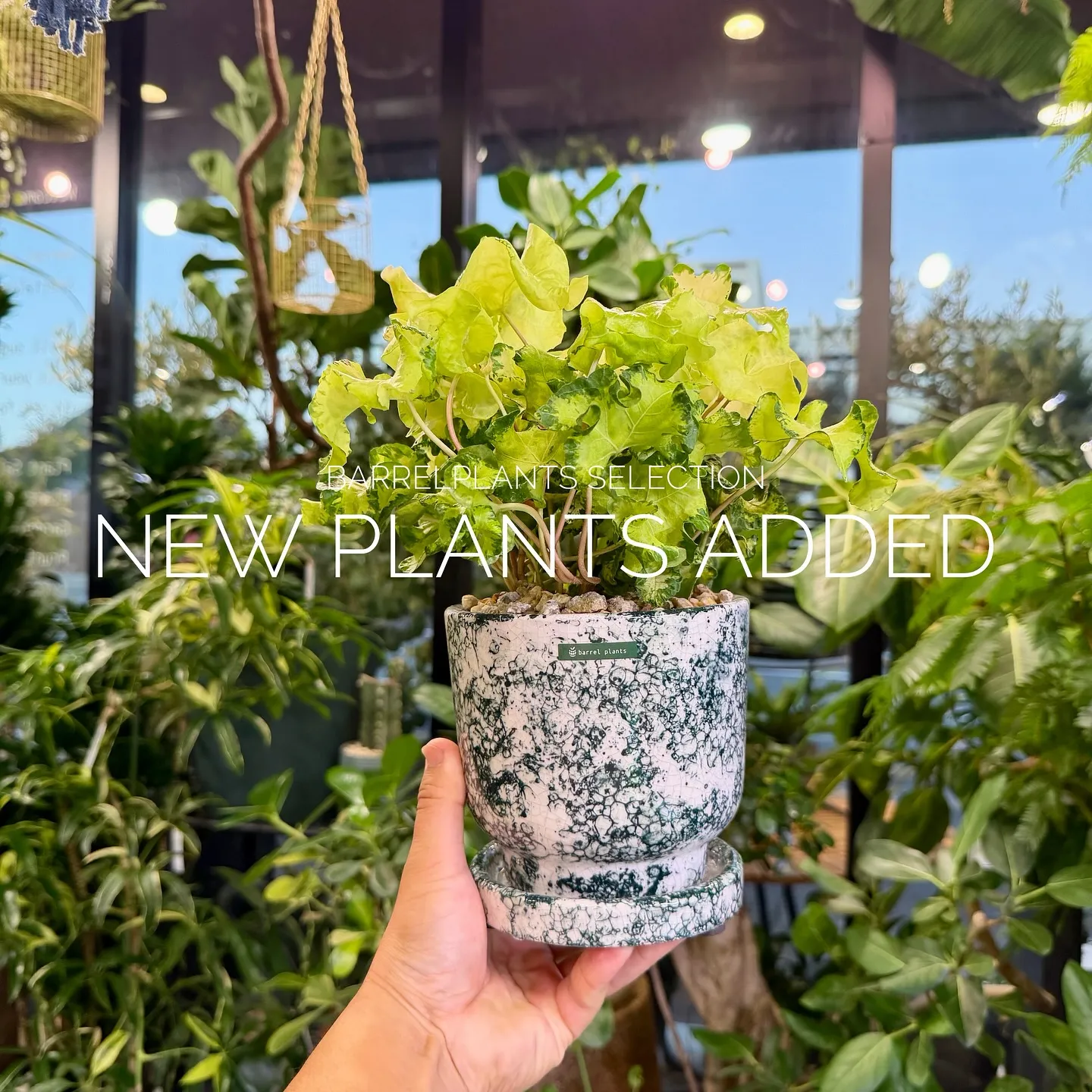 【ベイスショップに新しい植物追加しました♪barrelpla...