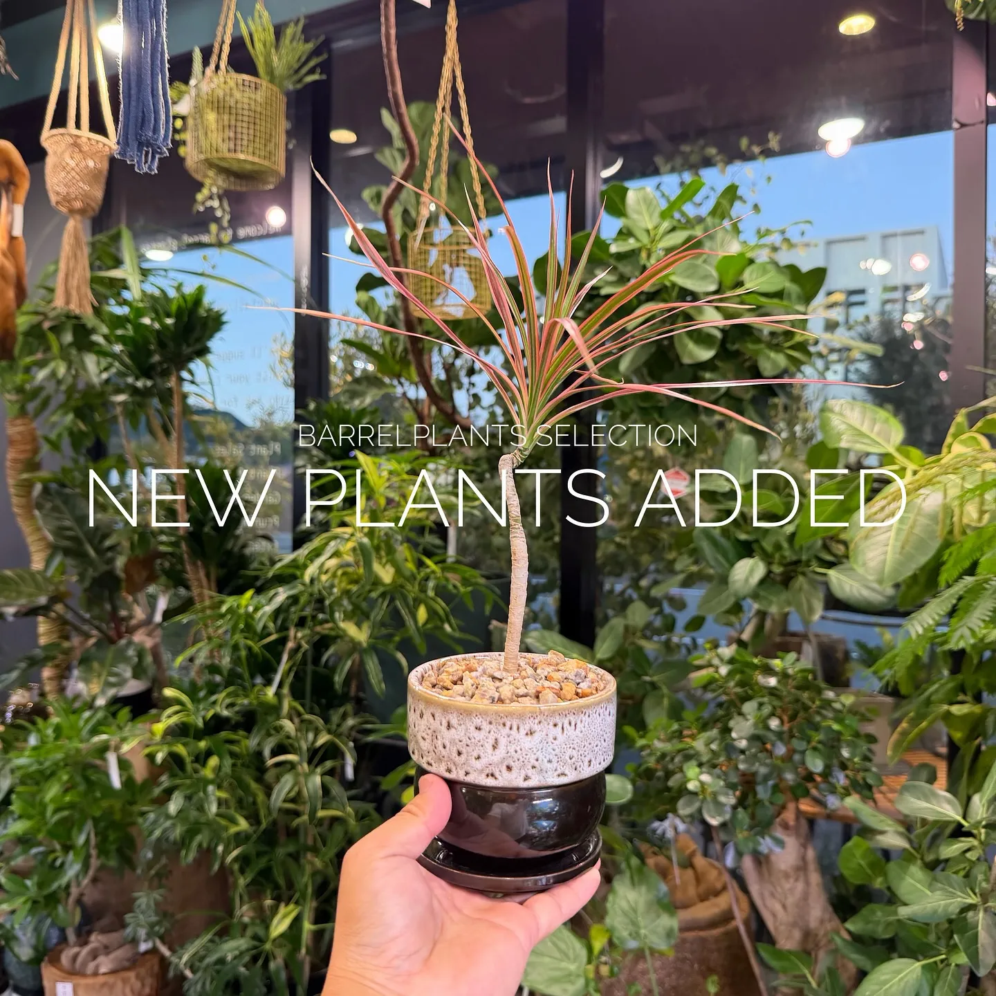 【ベイスショップに新しい植物追加しました♪barrelpla...