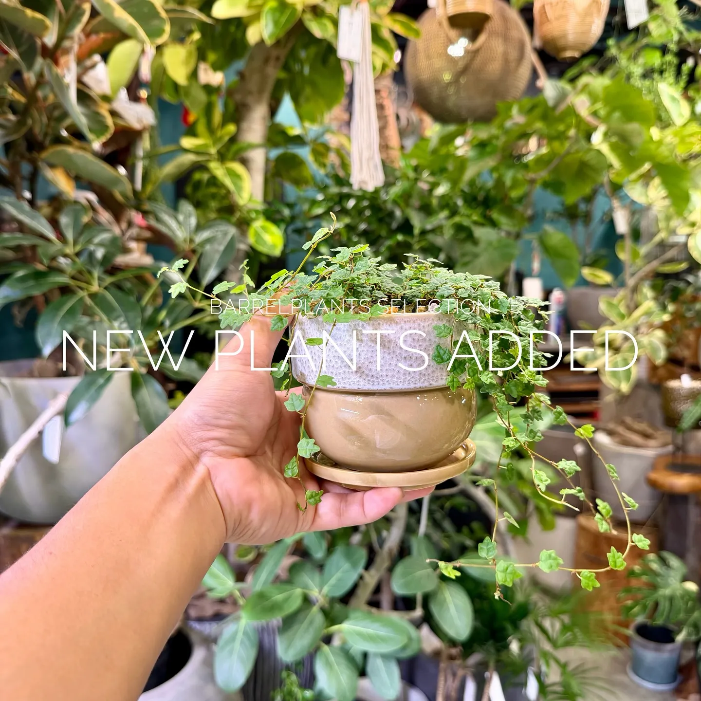 【ベイスショップに新しい植物追加しました♪barrelpla...