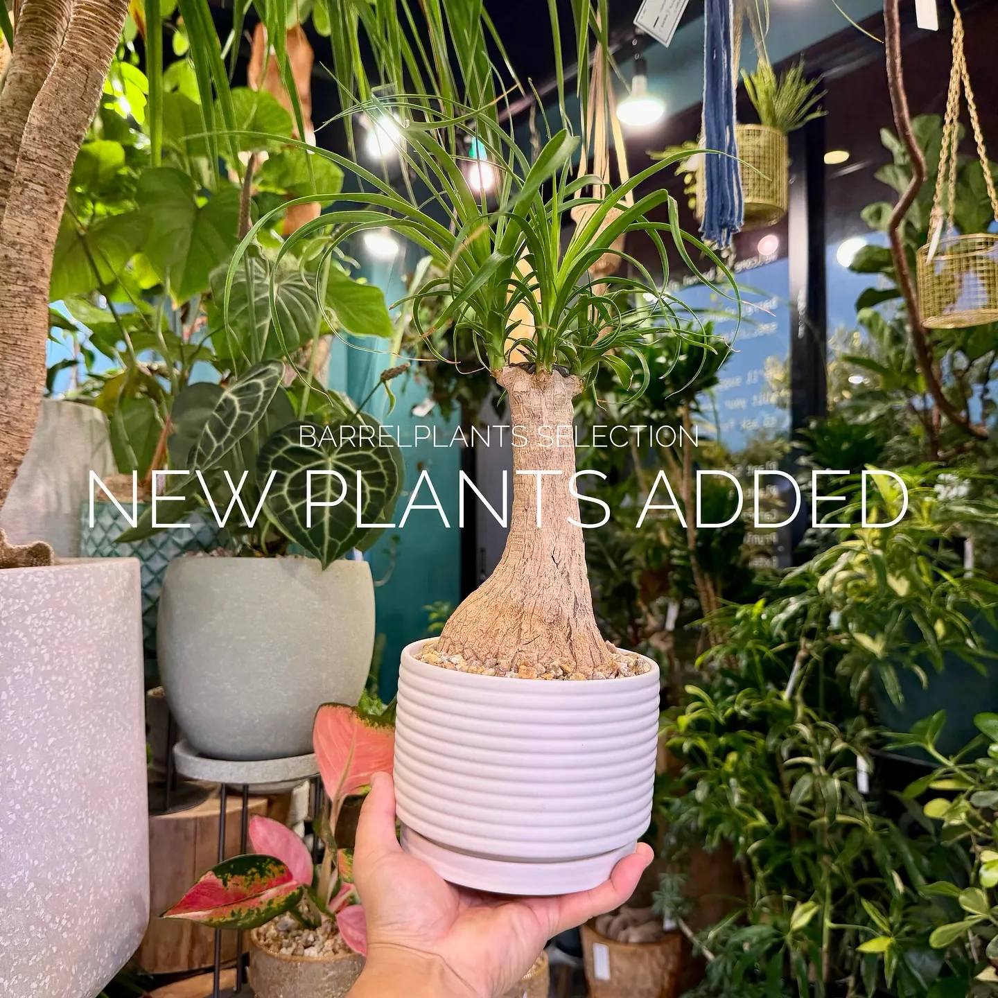 【ベイスショップに新しい植物追加しました♪barrelpla...