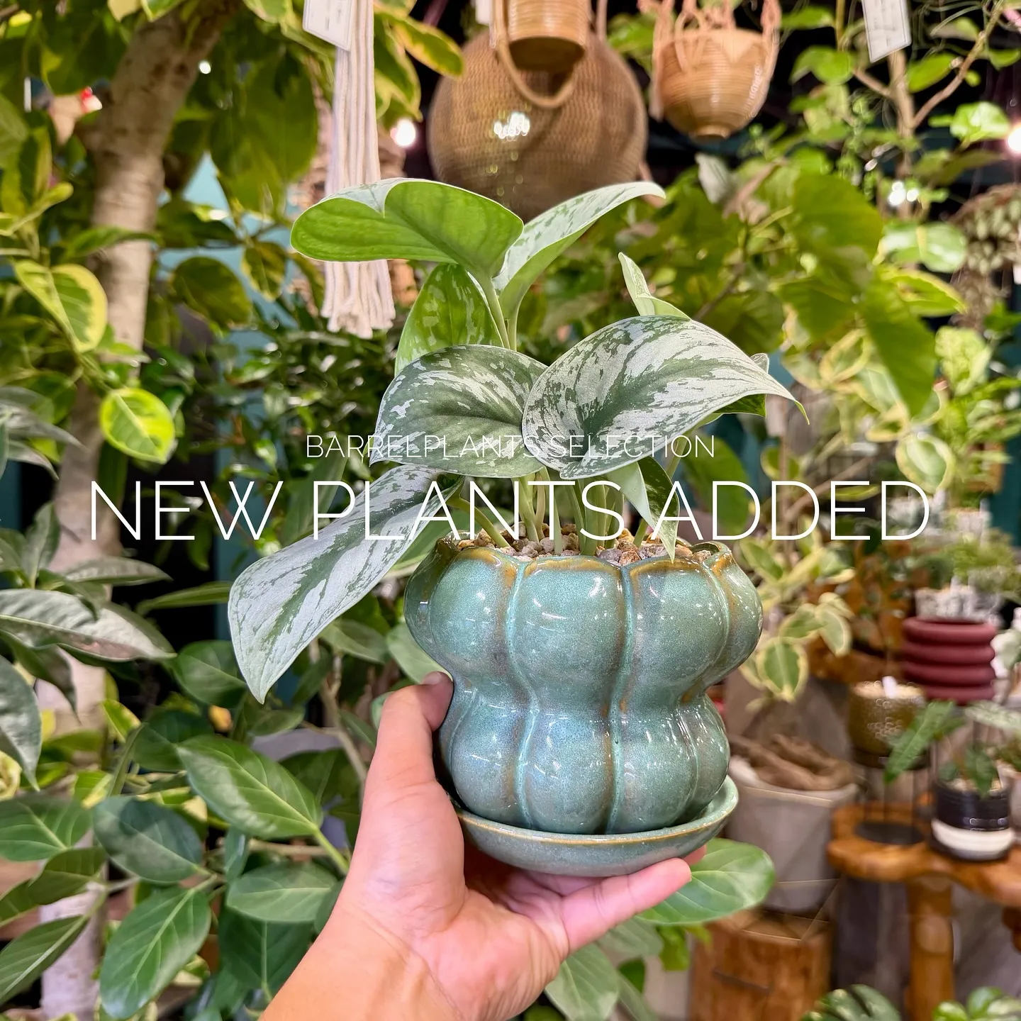 【ベイスショップに新しい植物追加しました♪barrelpla...