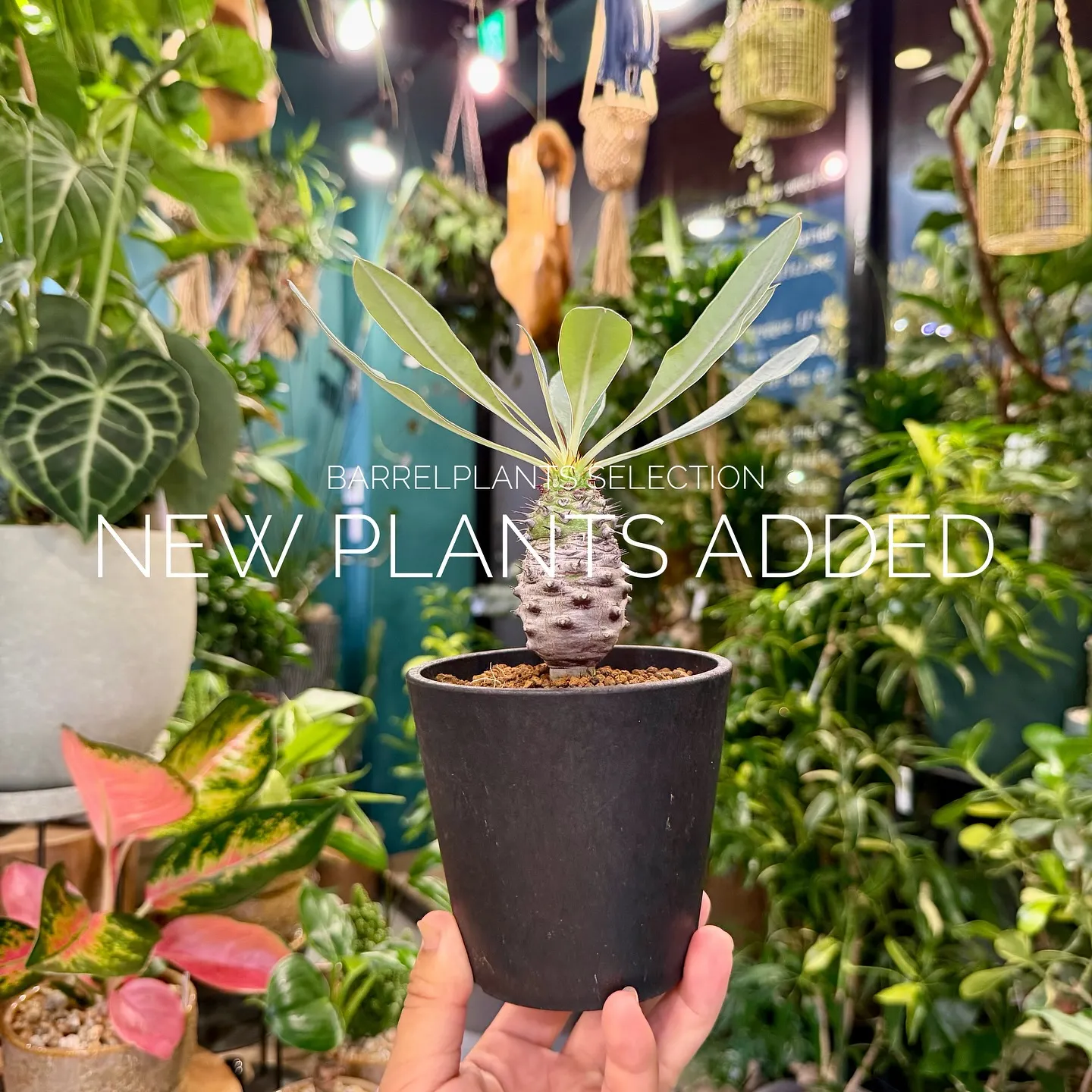 【ベイスショップに新しい植物追加しました♪barrelpla...