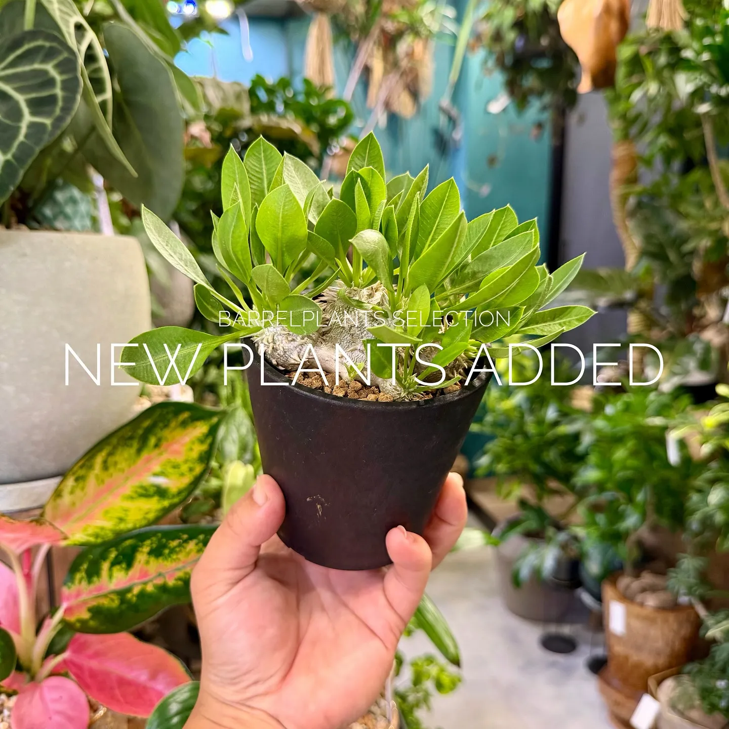 【ベイスショップに新しい植物追加しました♪barrelpla...