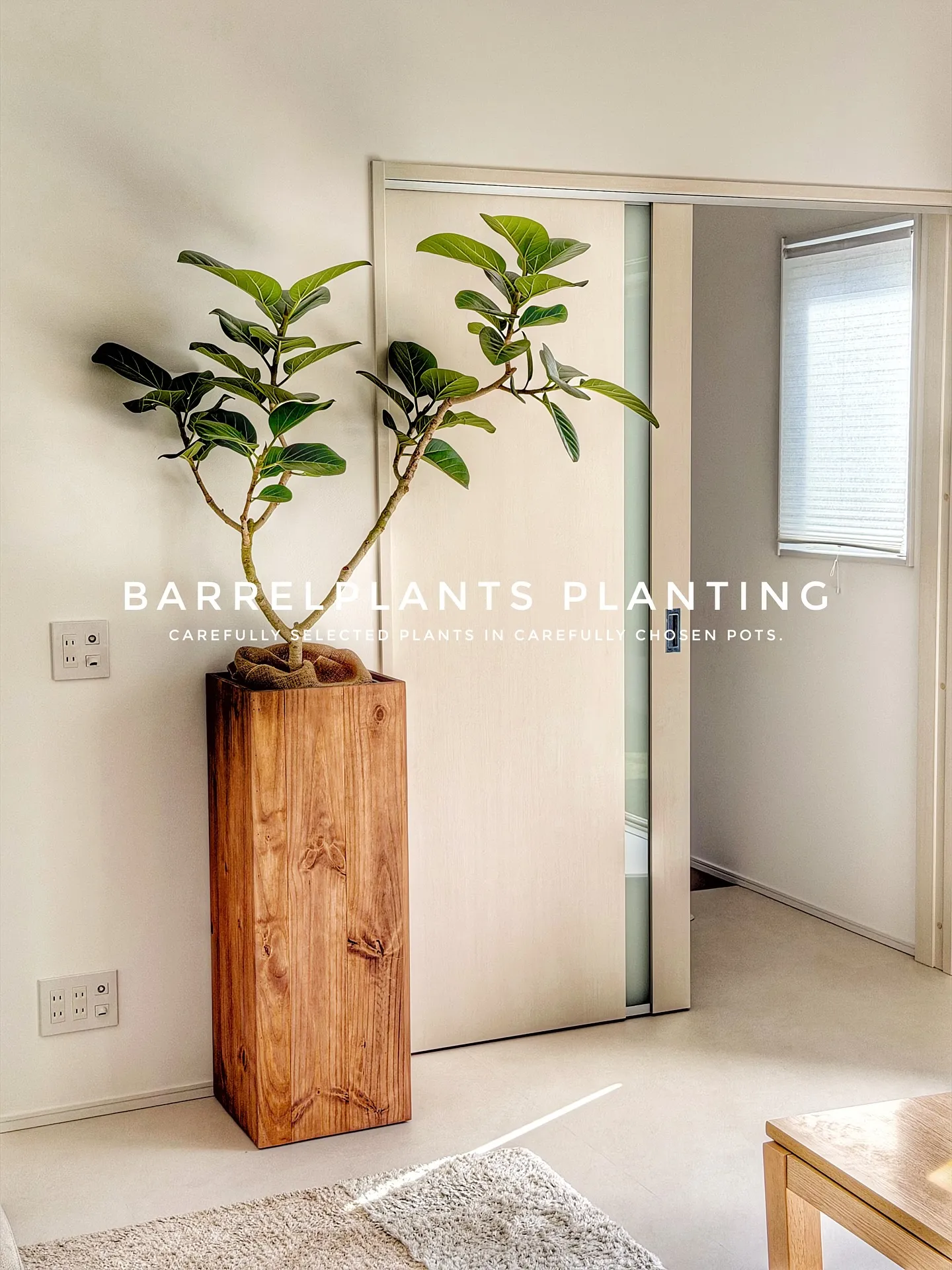 【こだわりの空間にこだわりの植物と鉢を置きませんか？？】