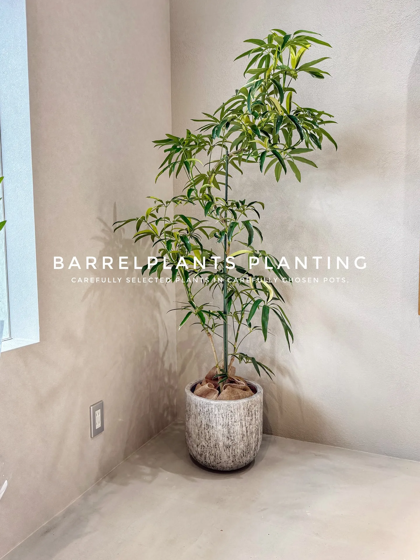 【こだわりの空間にこだわりの植物と鉢を置きませんか？？】