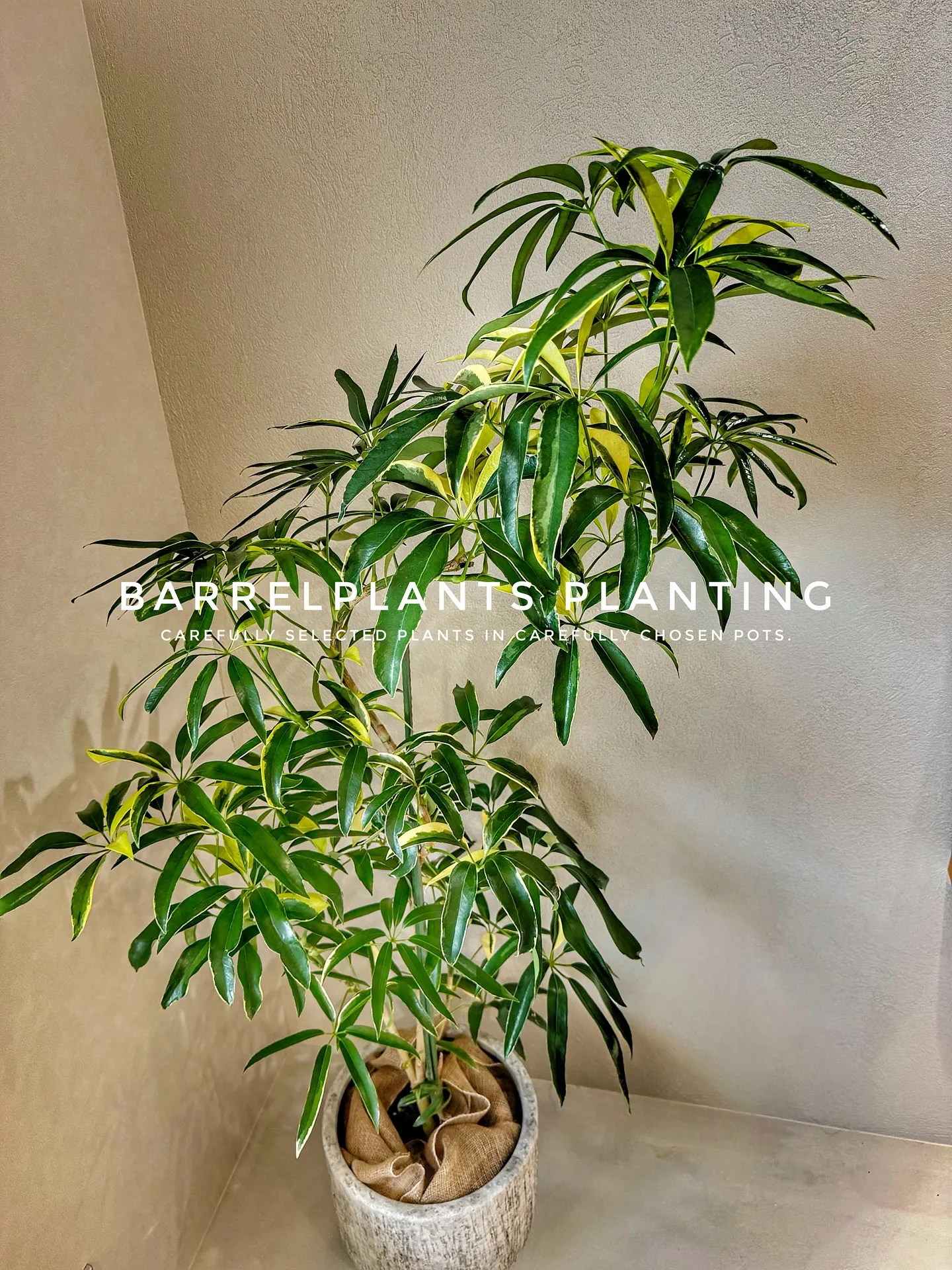 【こだわりの空間にこだわりの植物と鉢を置きませんか？？】