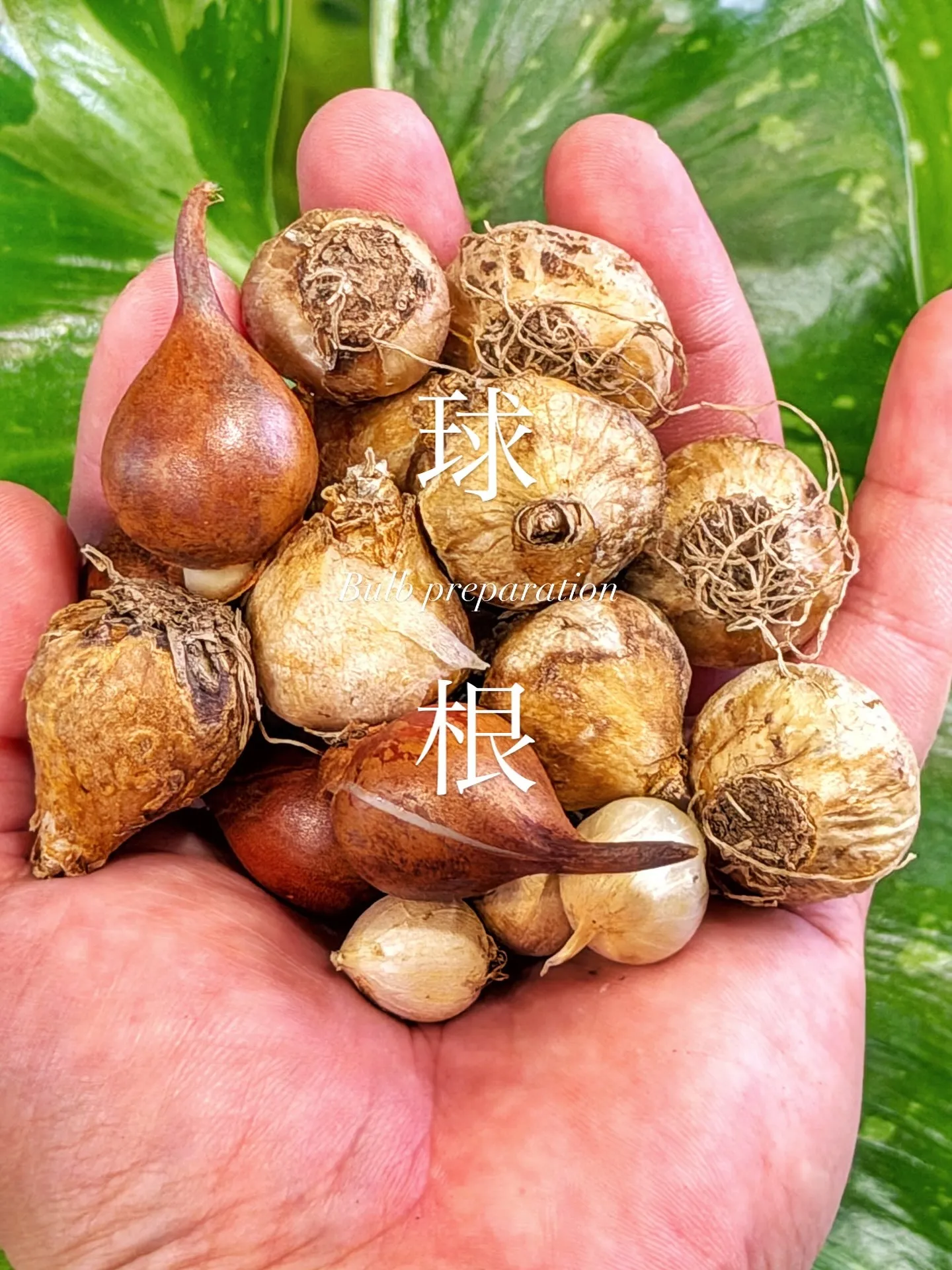 【球根入荷！春に向けての仕込み！バルブフェアお楽しみに♪】
