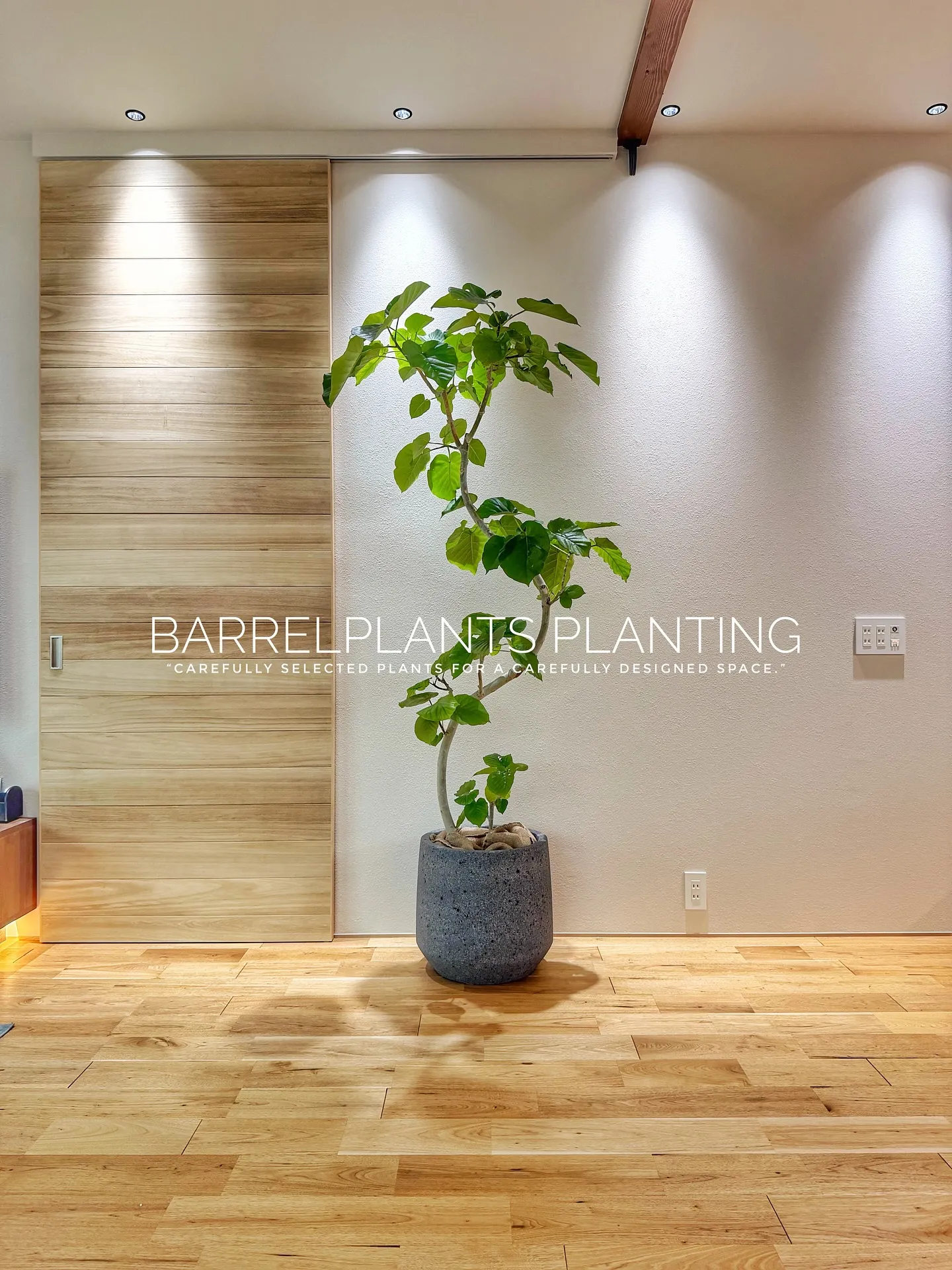 【柔らかい葉が魅力的！フィカスウンベラータをお部屋にコーディ...