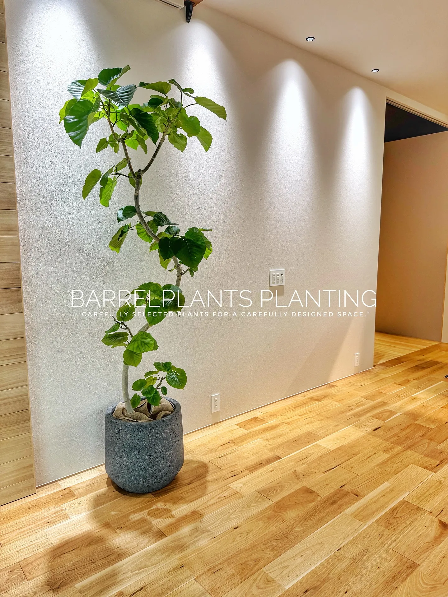 【柔らかい葉が魅力的！フィカスウンベラータをお部屋にコーディ...