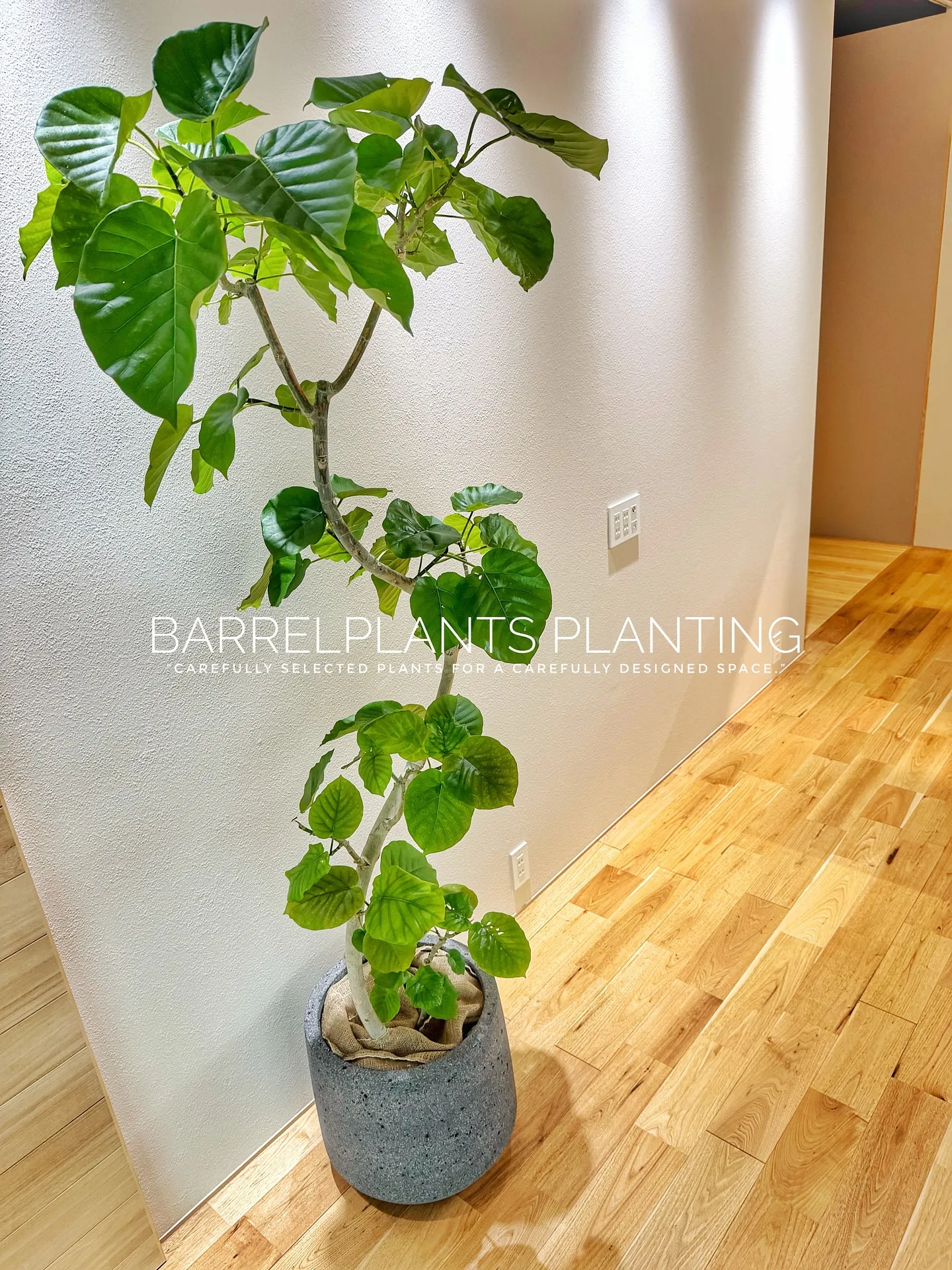 【柔らかい葉が魅力的！フィカスウンベラータをお部屋にコーディ...