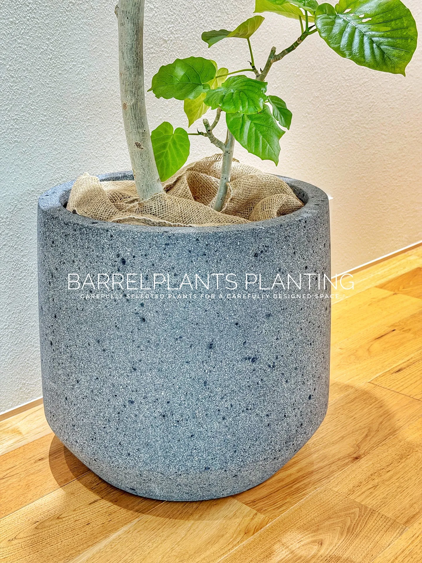 【柔らかい葉が魅力的！フィカスウンベラータをお部屋にコーディ...