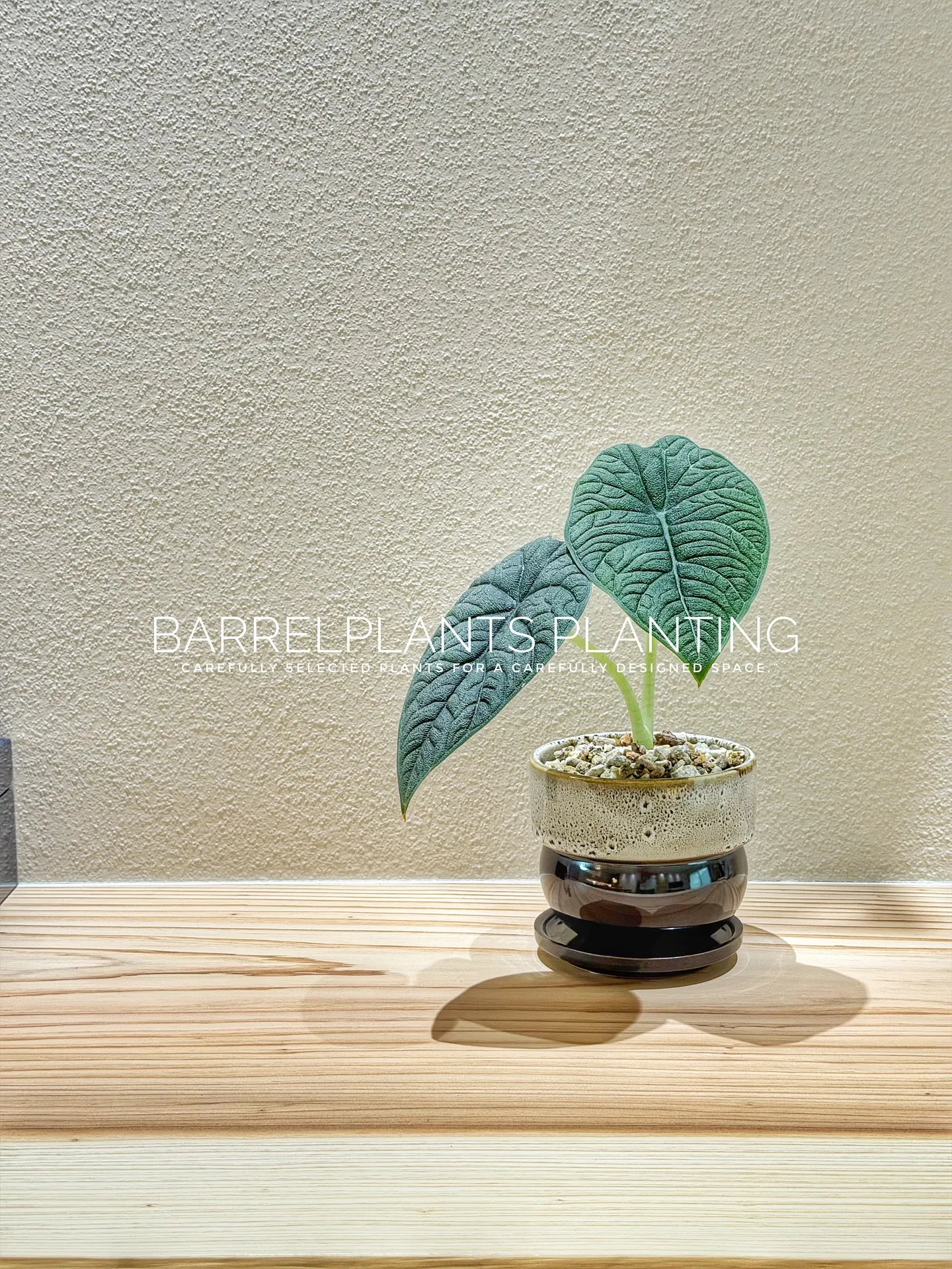 【柔らかい葉が魅力的！フィカスウンベラータをお部屋にコーディ...