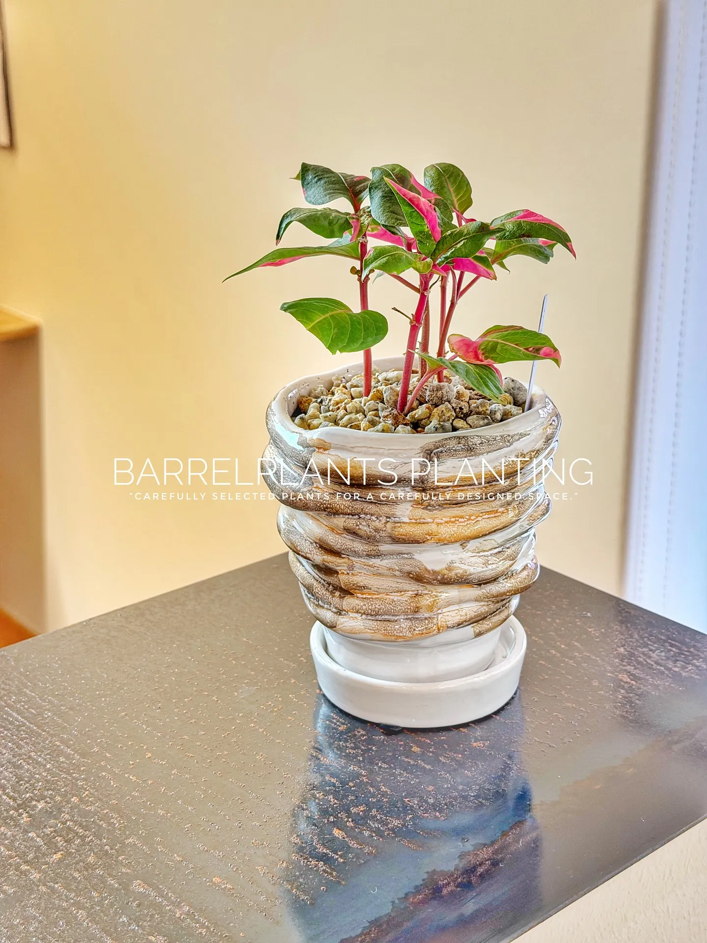 【柔らかい葉が魅力的！フィカスウンベラータをお部屋にコーディ...