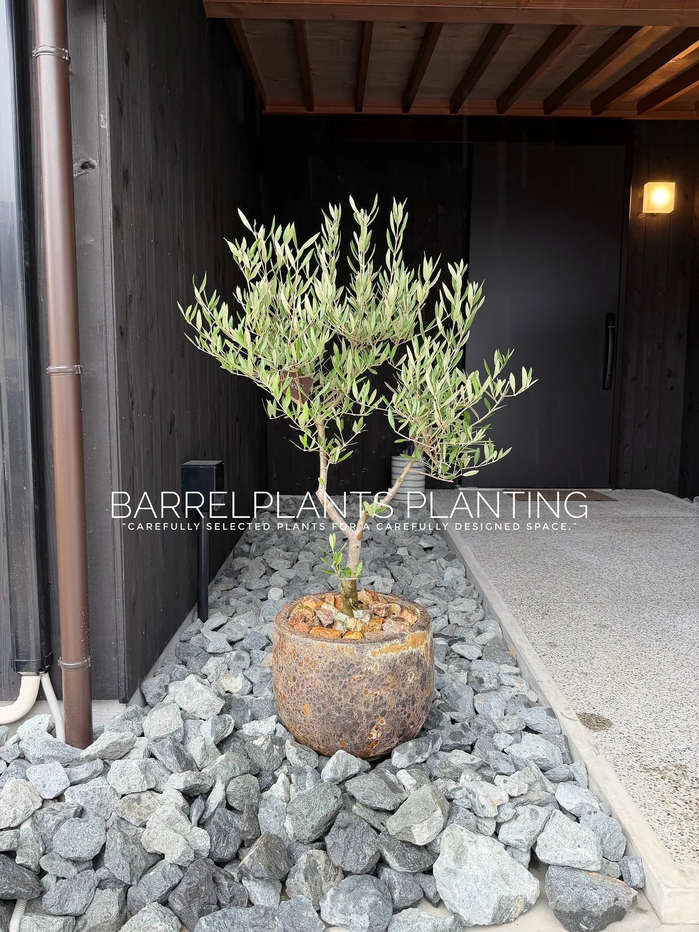 【柔らかい葉が魅力的！フィカスウンベラータをお部屋にコーディ...