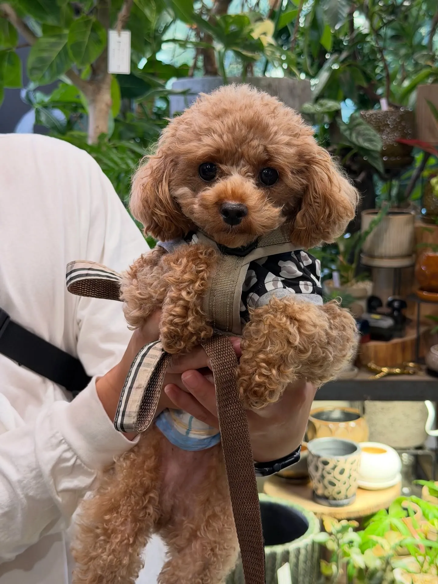 【柔らかい葉が魅力的！フィカスウンベラータをお部屋にコーディ...