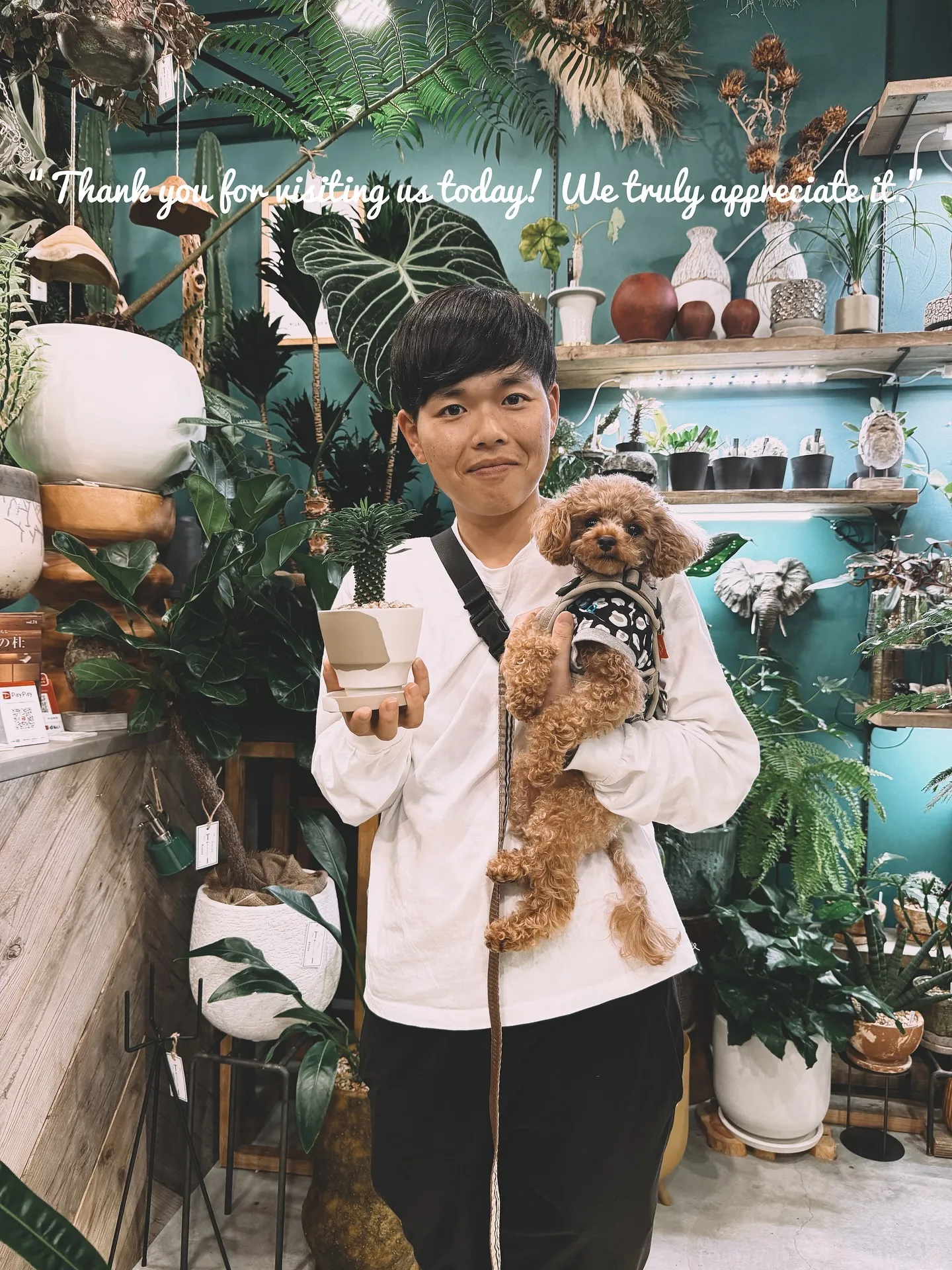 【柔らかい葉が魅力的！フィカスウンベラータをお部屋にコーディ...