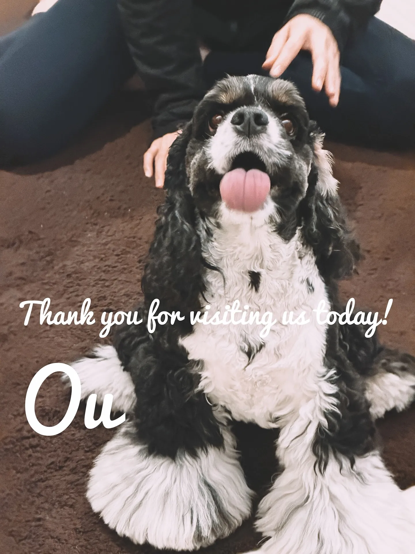 【柔らかい葉が魅力的！フィカスウンベラータをお部屋にコーディ...