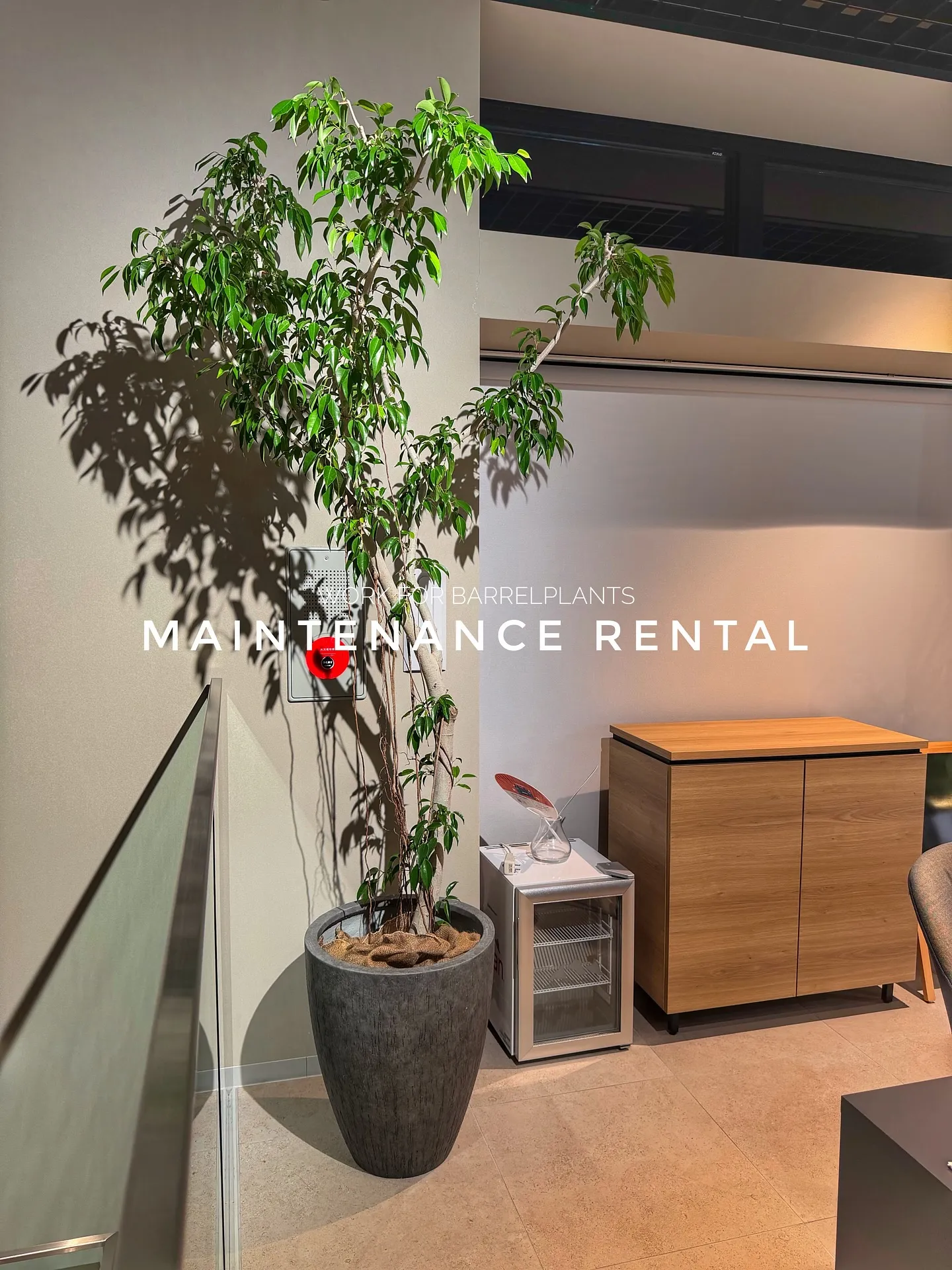 【管理ができない方におすすめ!barrelplantsのメン...