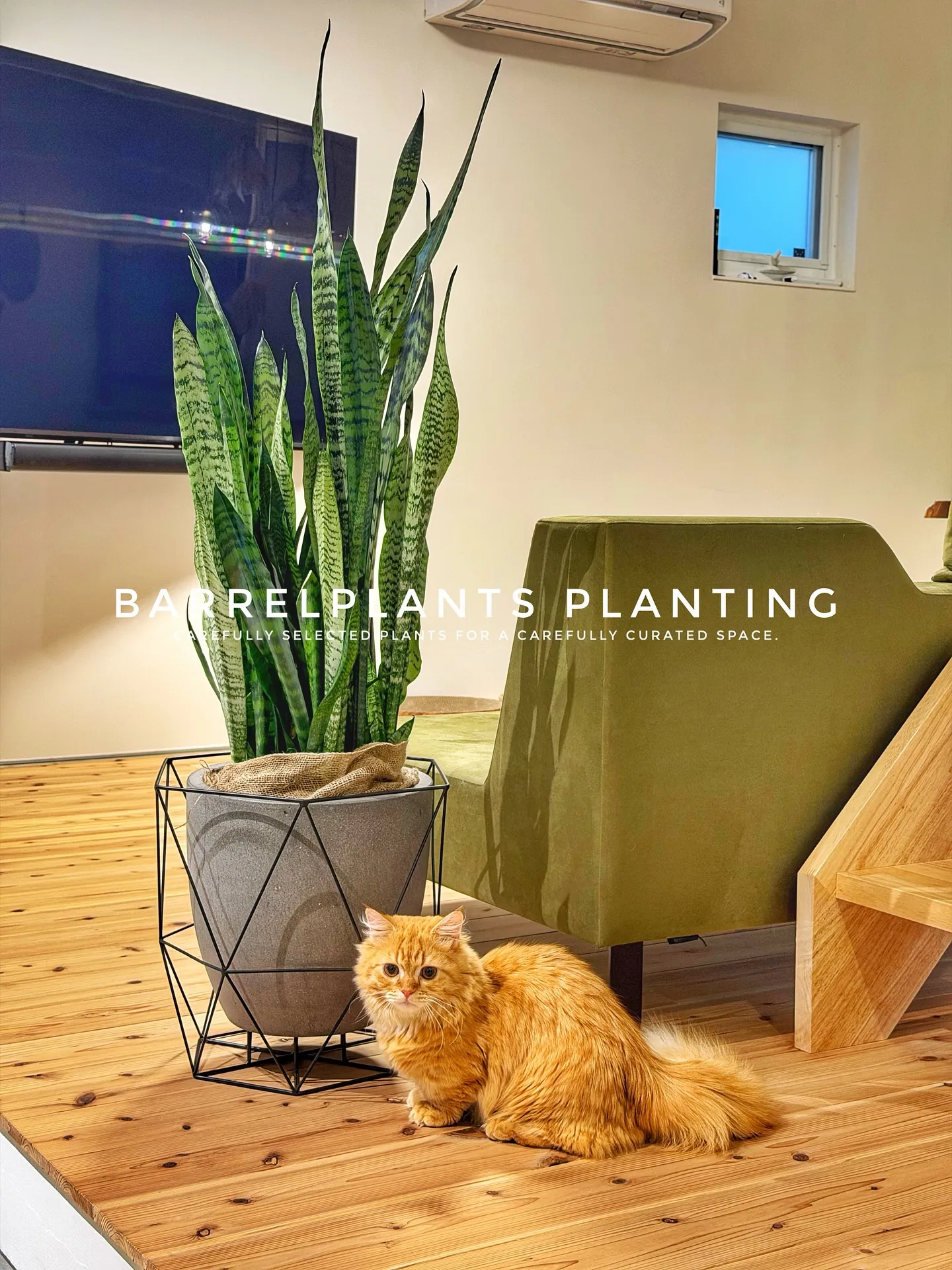 【こだわりの空間にこだわりの植物を置きませんか？？barre...