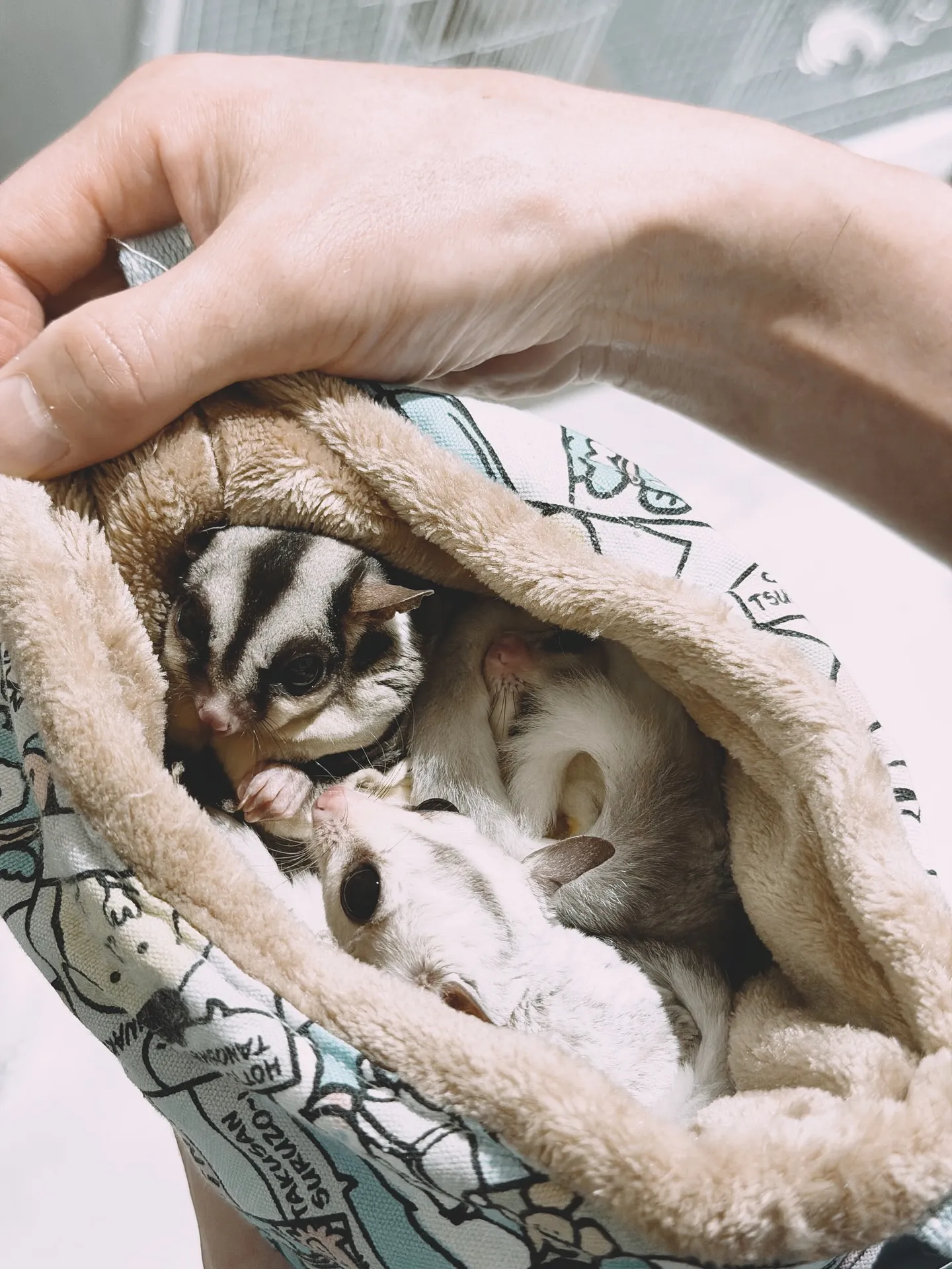 【こだわりの空間にこだわりの植物を置きませんか？？barre...