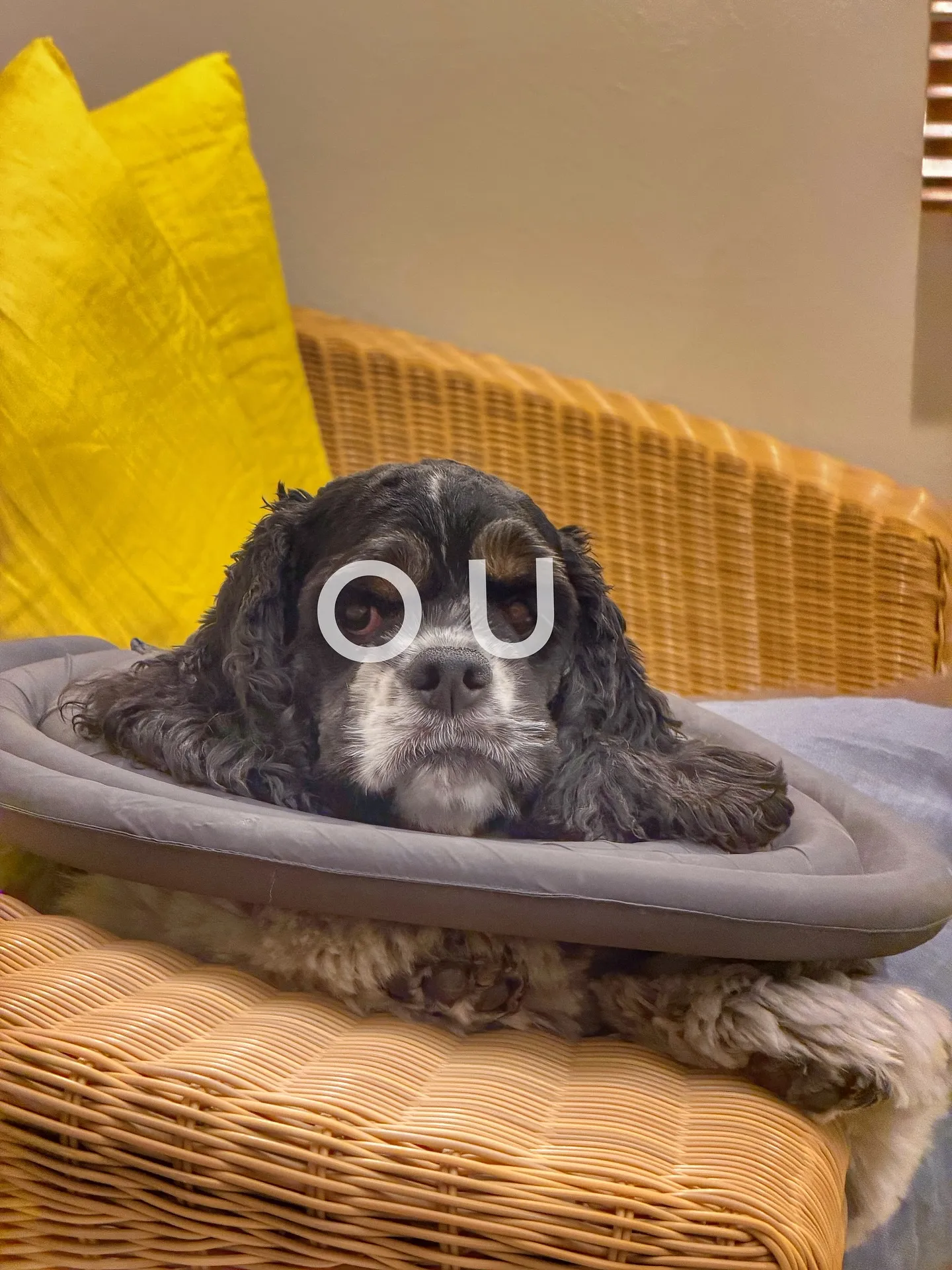 【こだわりの空間にこだわりの植物を置きませんか？？barre...