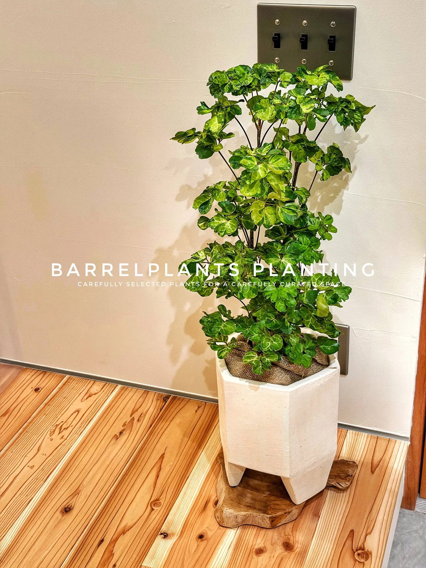 【こだわりの空間にこだわりの植物を置きませんか？？barre...